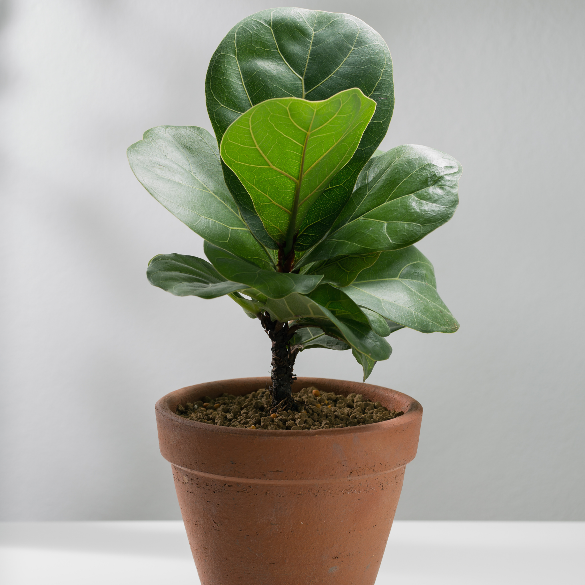 Fiddle Leaf Fig - Ficus lyrata