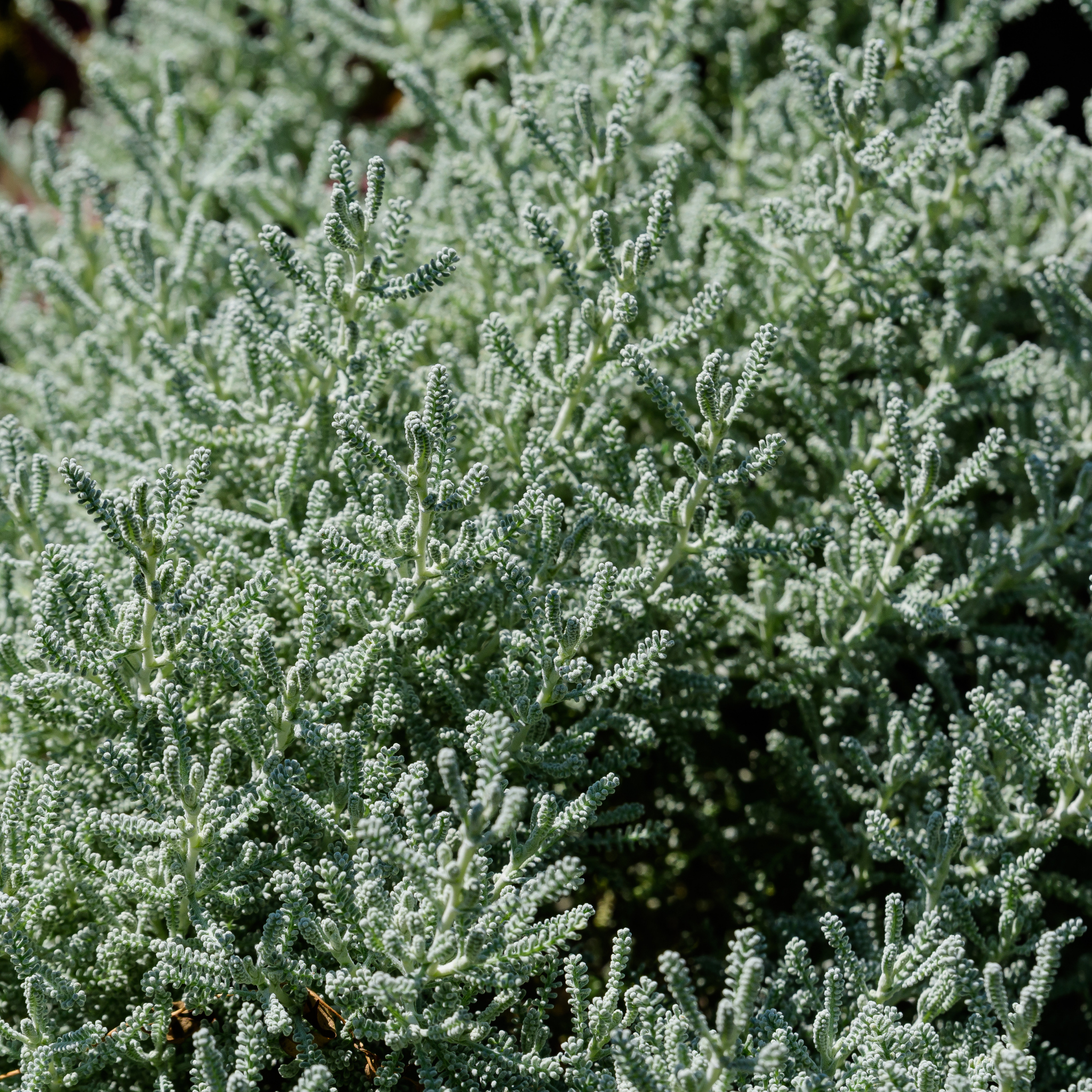 Cotton Lavender - Santolina chamaecyparissus