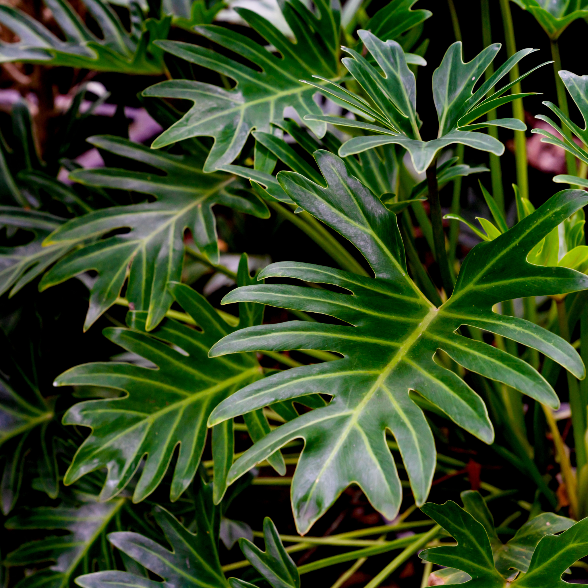 Xanadu Philodendron - Philodendron Xanadu
