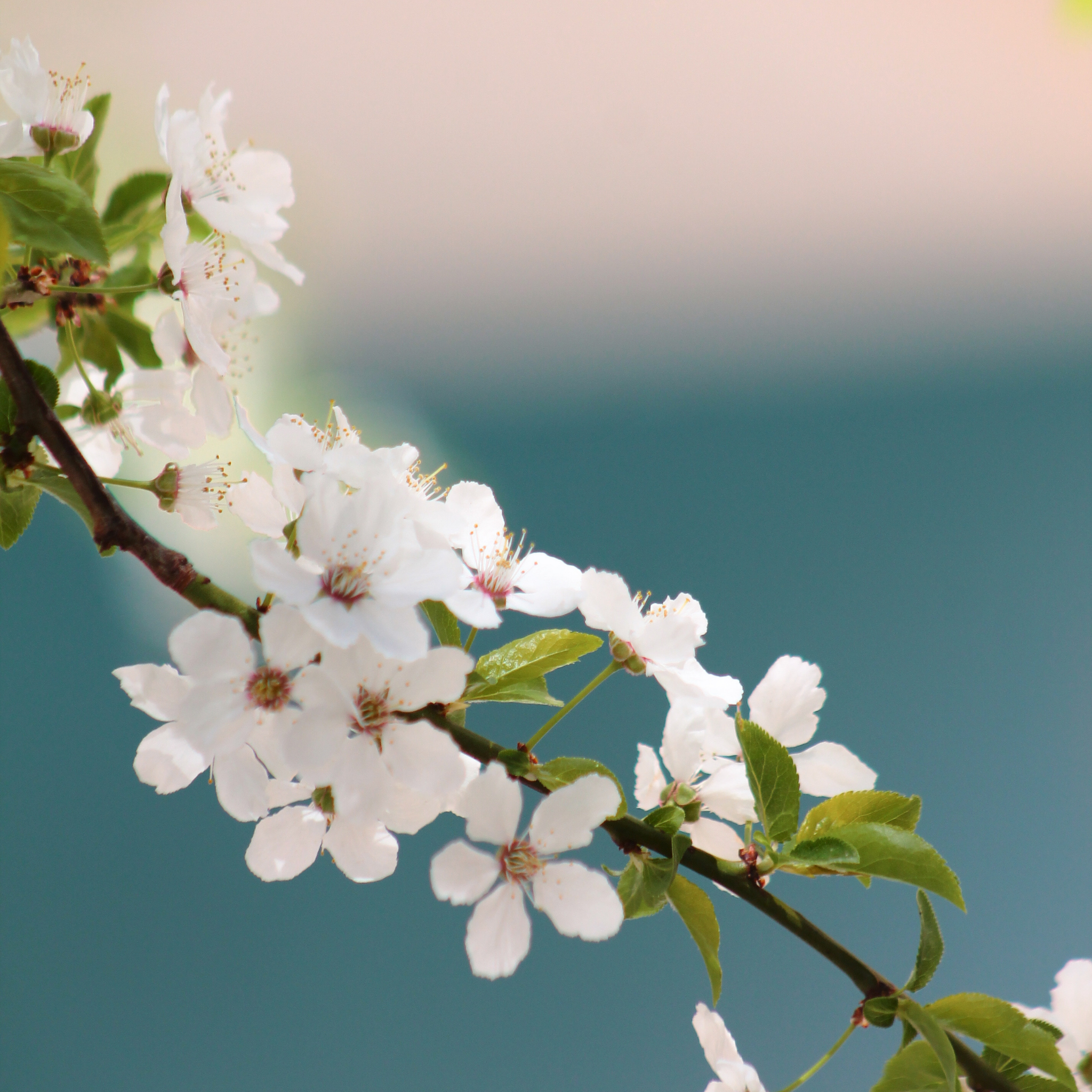 Branch of white flowers with a blurred green and blue background