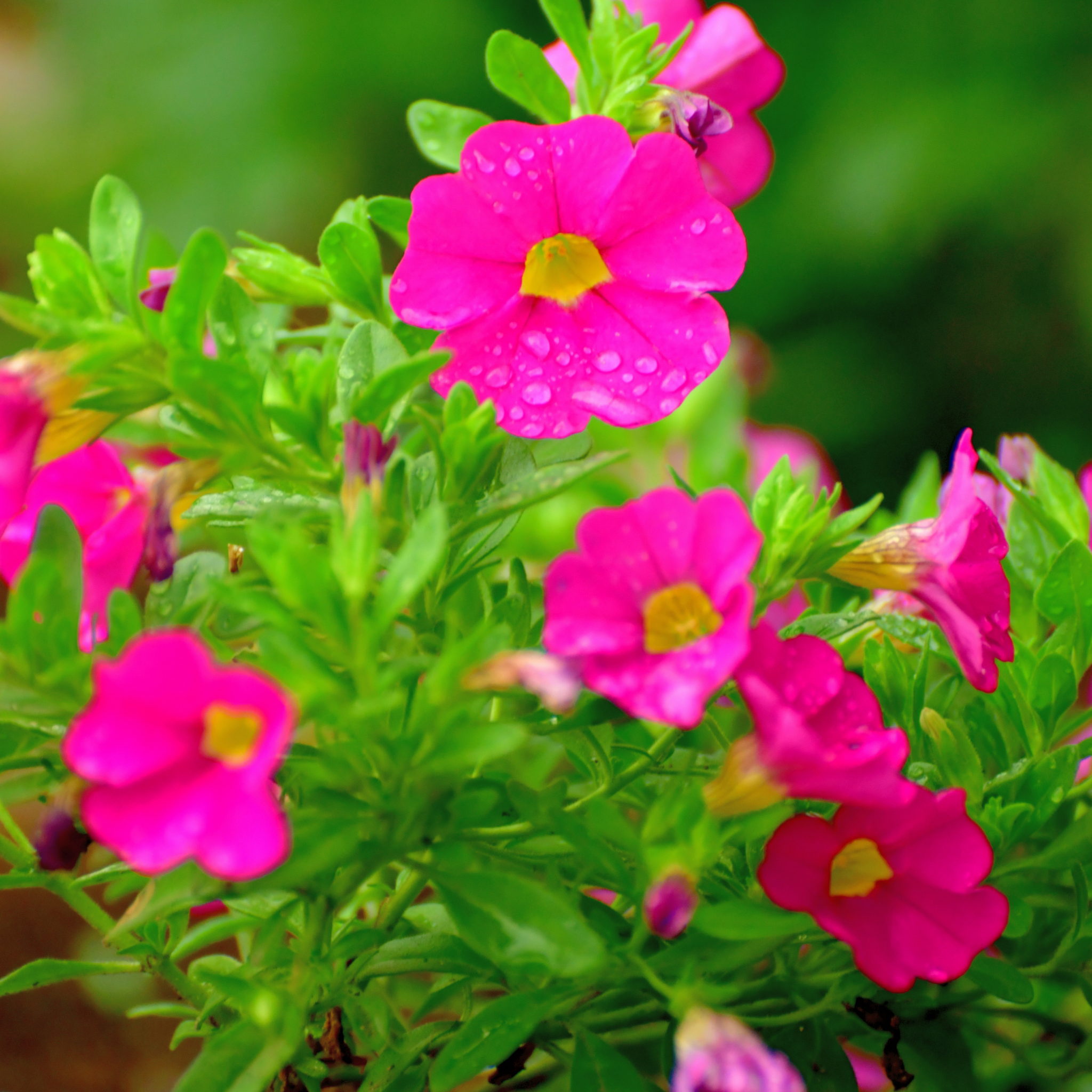 Mini Petunia Calipetite Rose  - Calibrachoa hybrida Calipetite Rose