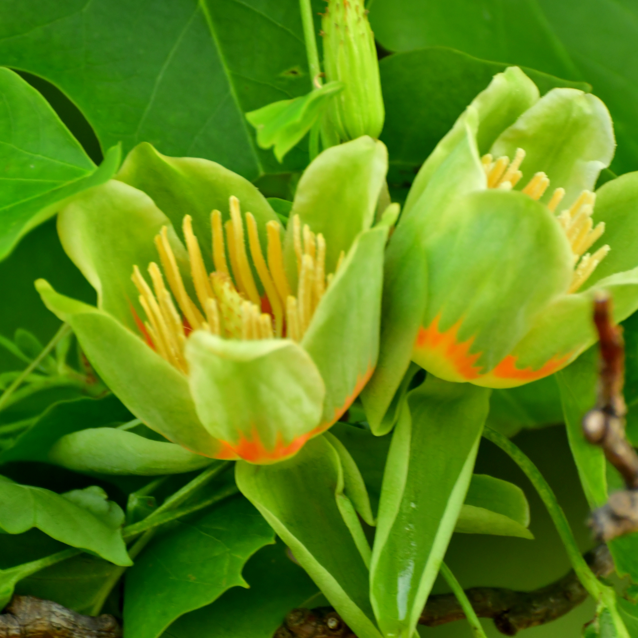 Tulip Tree - Liriodendron tulipifera