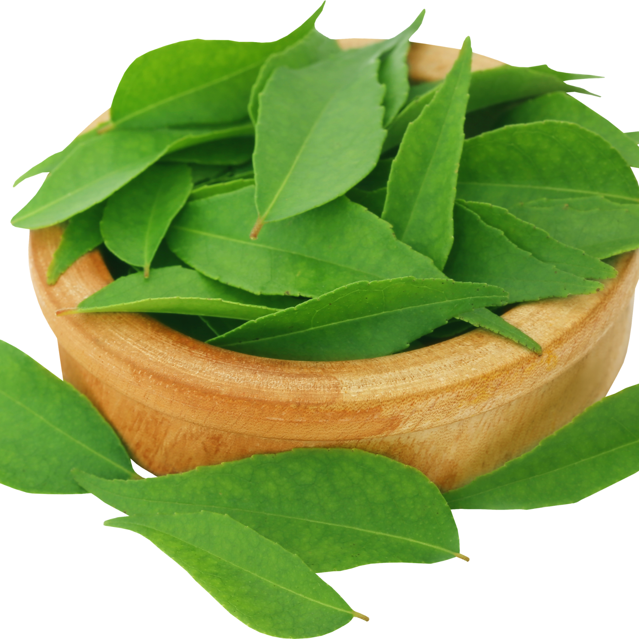 Curry Tree - Murraya koenigii