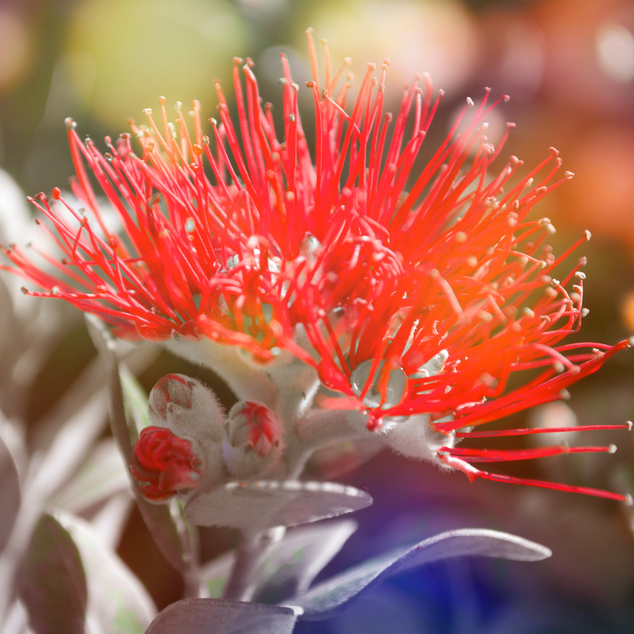 New Zealand Christmas Bush - Metrosideros collina Tahiti
