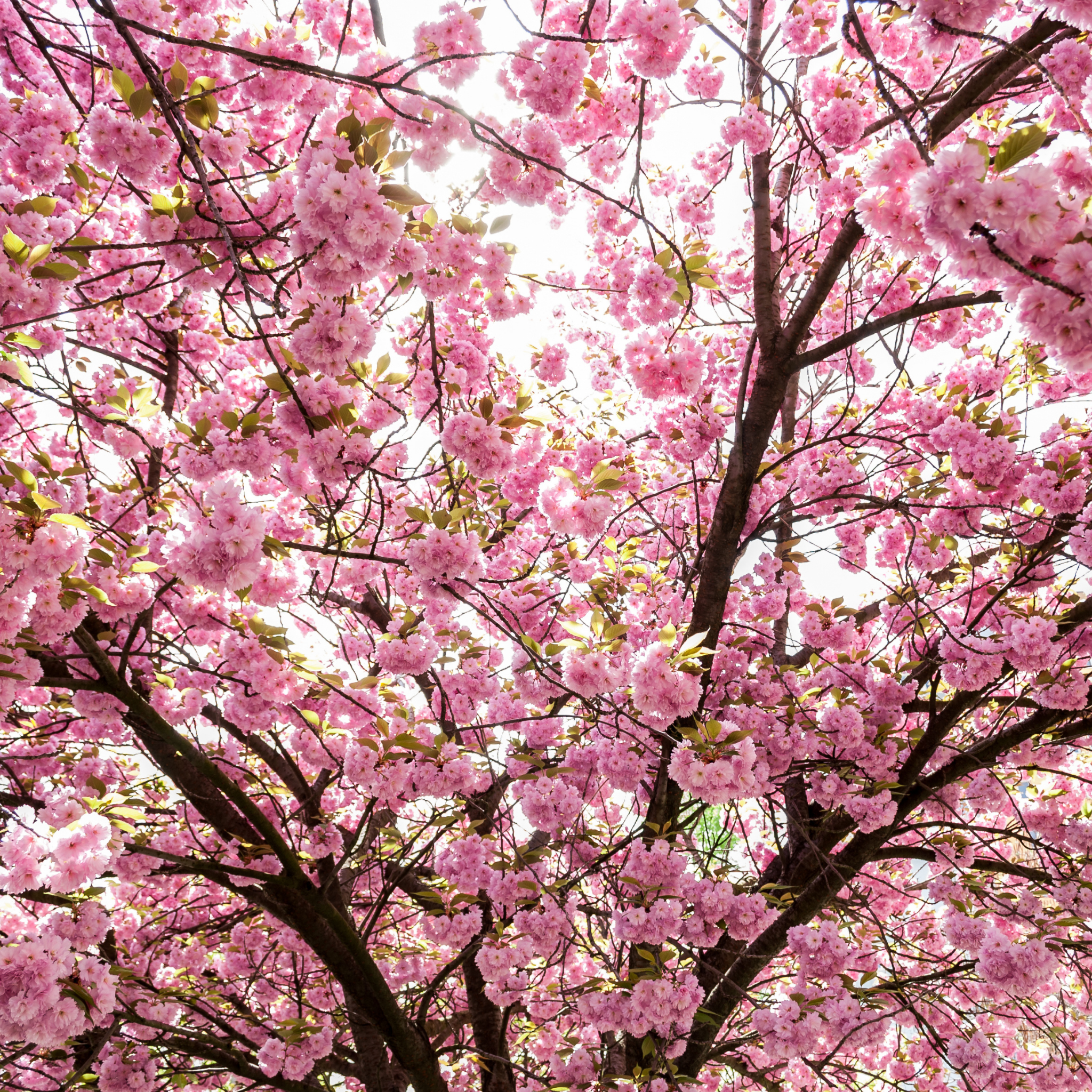 Pink cherry blossom tree with a bright sky in the background