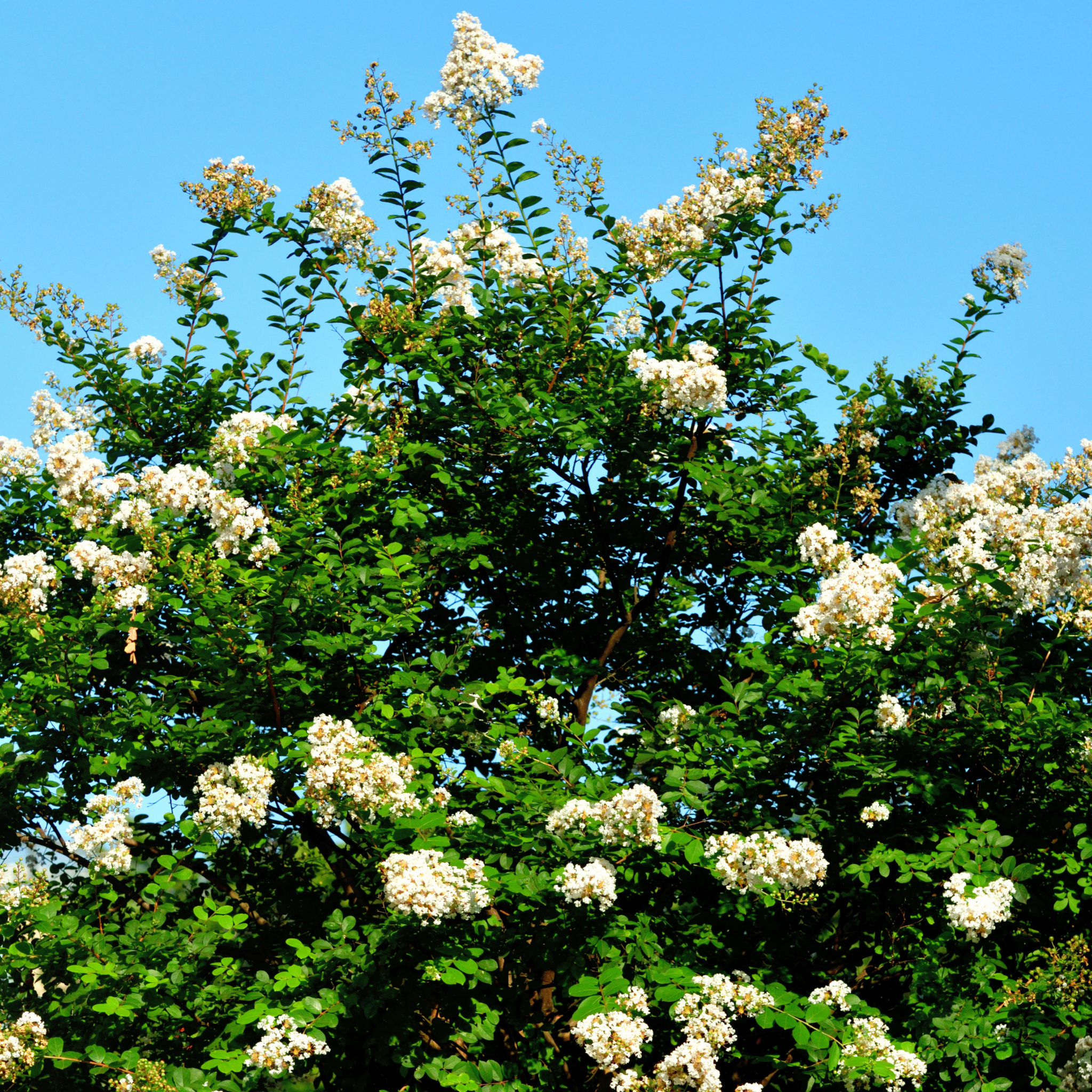 White Crepe Myrtle - Lagerstroemia indica fauriei 'Acoma'