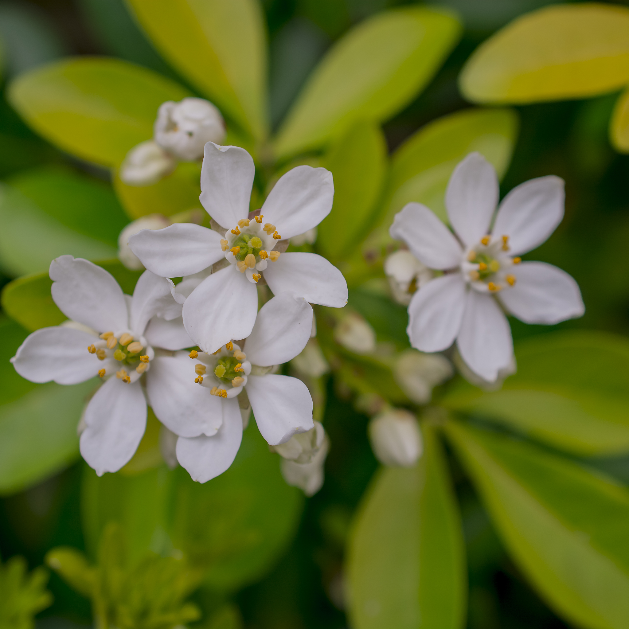 Mexican Orange Blossom - Choisya ternata
