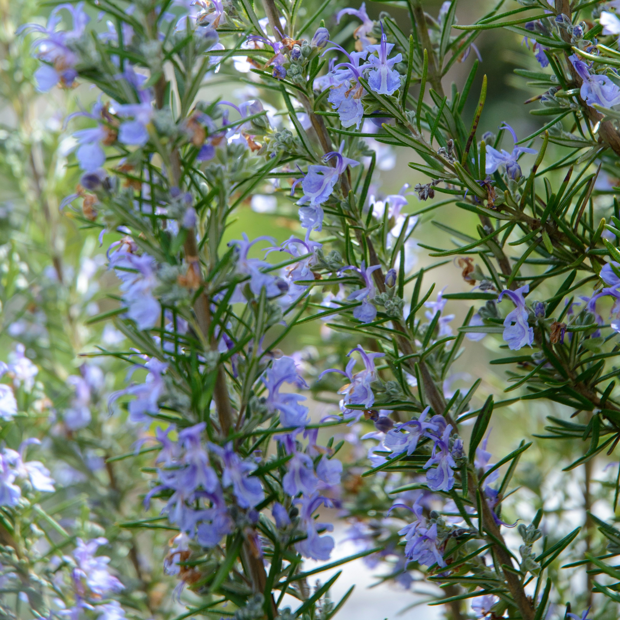 Rosemary Tuscan Blue - Rosmarinus officinalis Tuscan Blue
