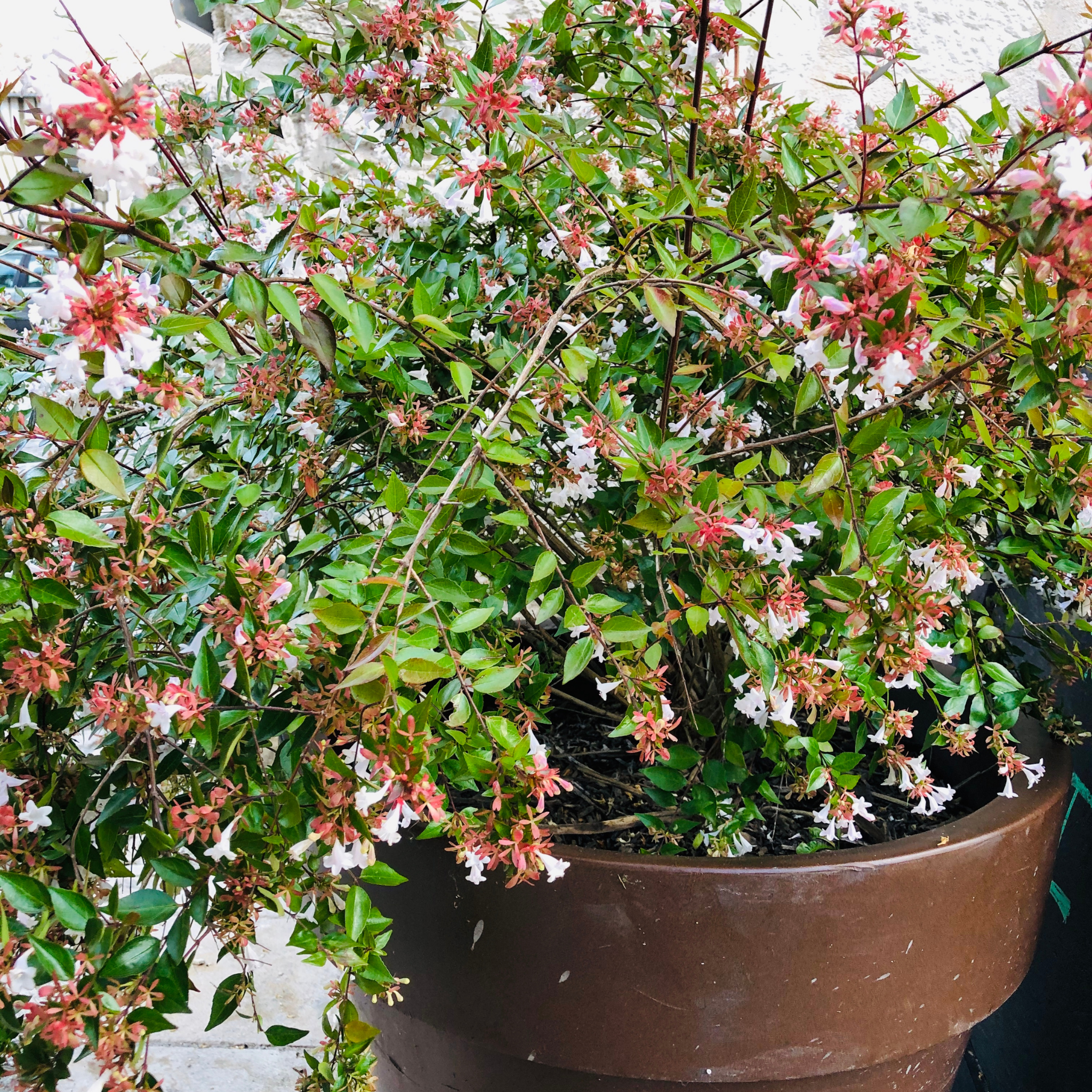Dwarf Glossy Abelia - Abelia grandiflora 'Nana'