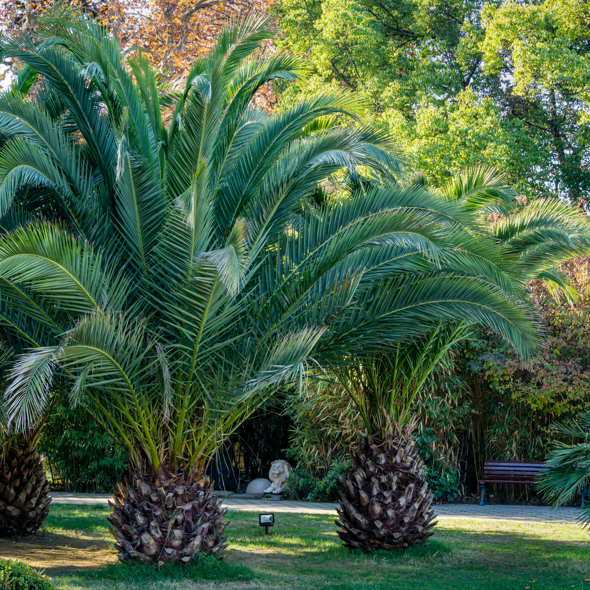 Large palm trees in a park with a bench and statue in the background