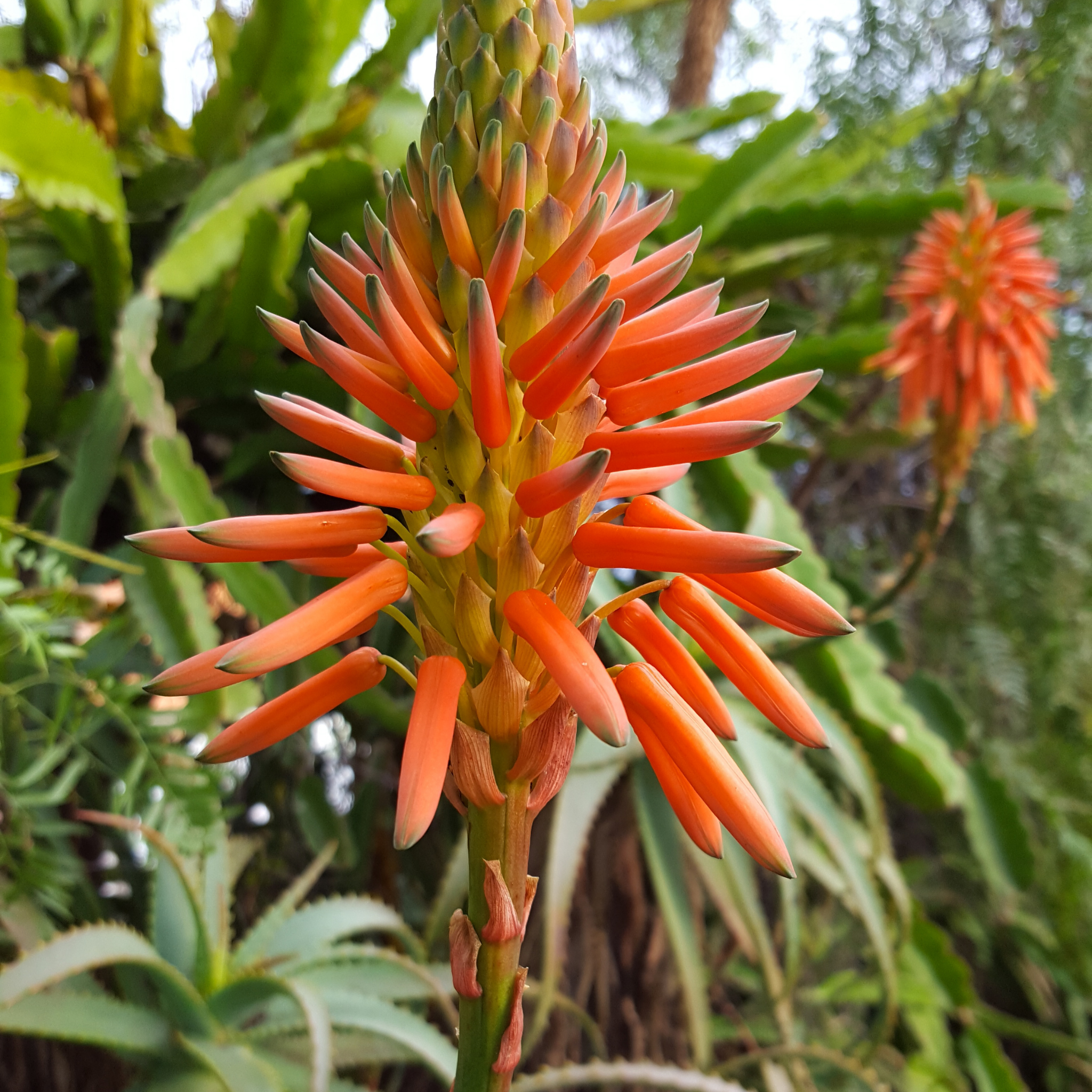 Aloe hybrida Gemini PBR