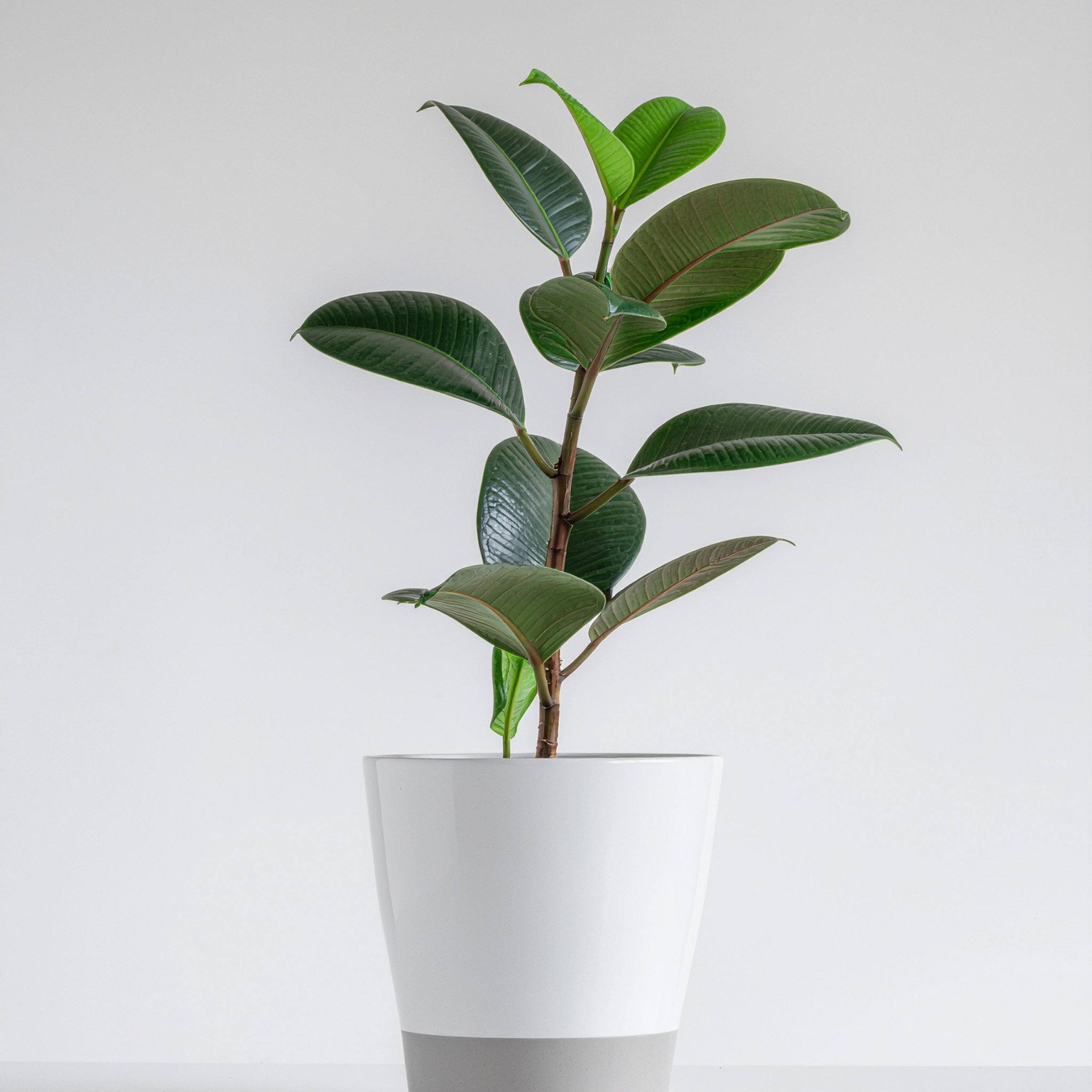 Burgundy Rubber Tree Plant - Ficus elastica Burgundy