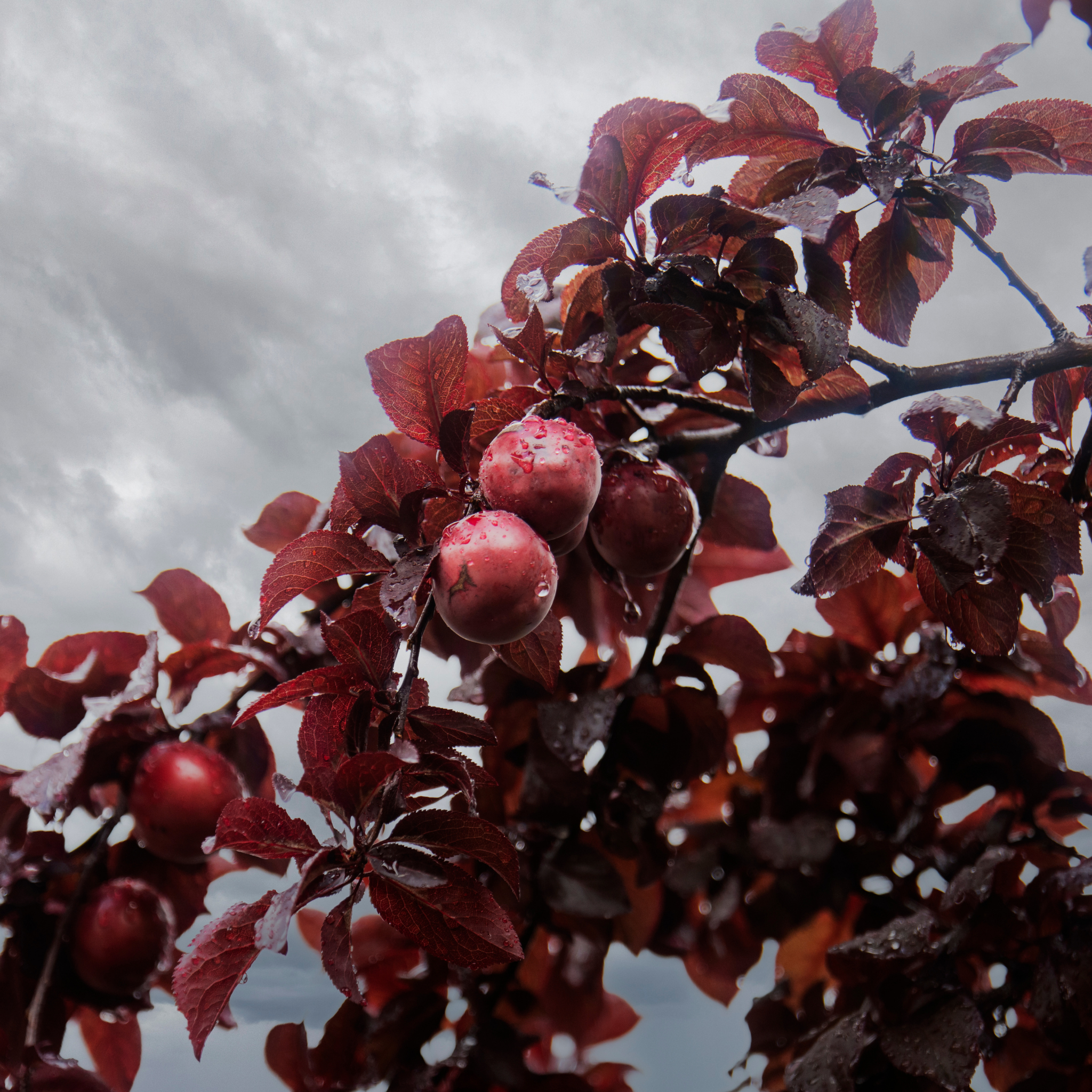 Branches with red berries and dark leaves against a cloudy sky