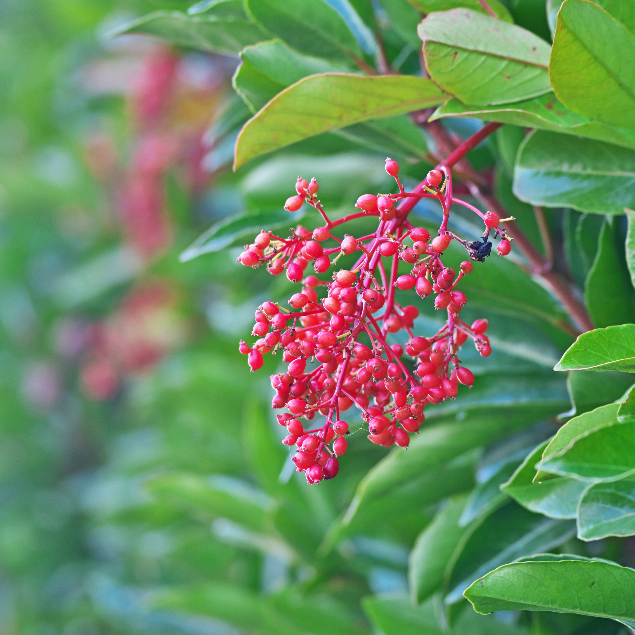 Sweet Viburnum Emerald Lustre - Viburnum Odoratissimum Emeral Lustre