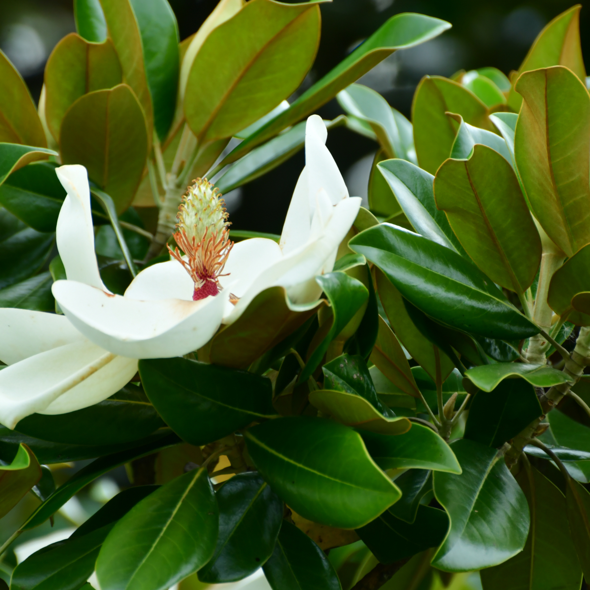 Bull Bay Magnolia Alta - Magnolia grandiflora Alta