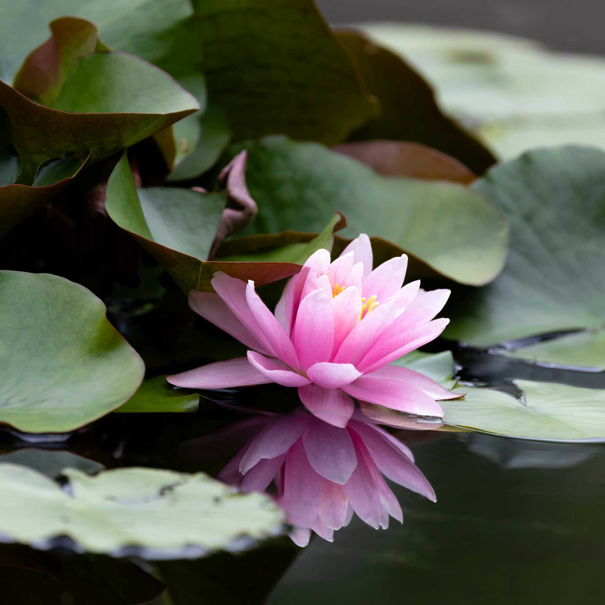Pink Water Lily - Nymphaea hybrida Pink