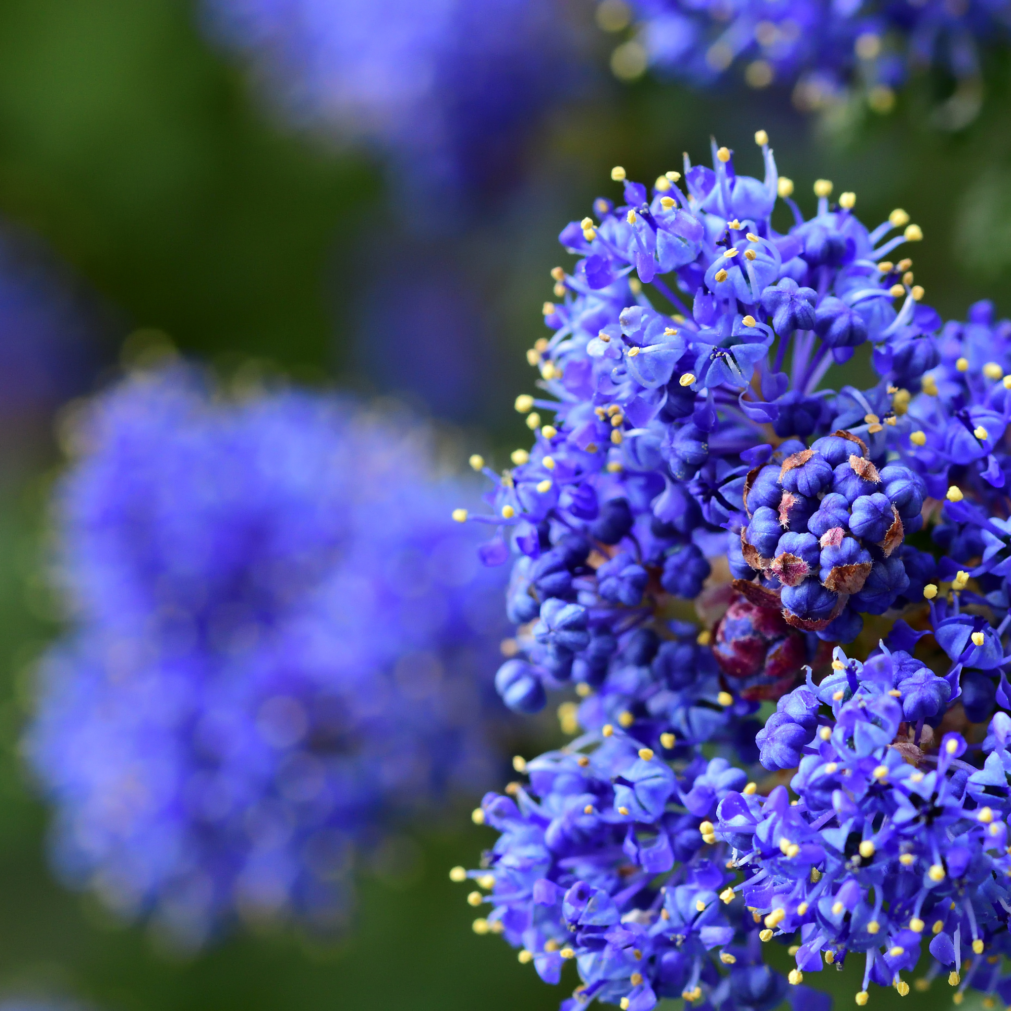 California Lilac - Ceanothus griseus horizontalis Yankee Point