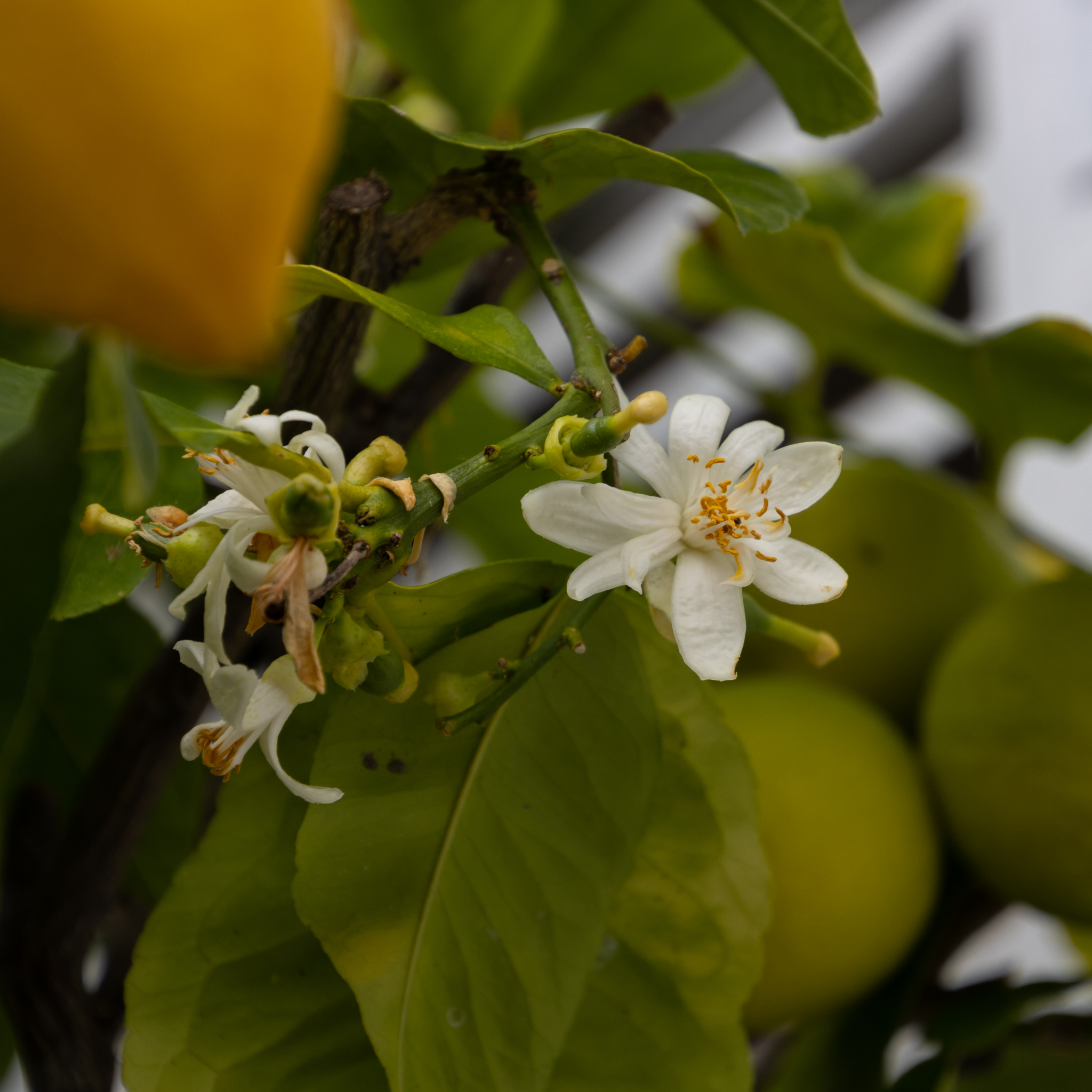 Dwarf Lemon Lots A Lemons - Citrus limon 'Lots A Lemons'