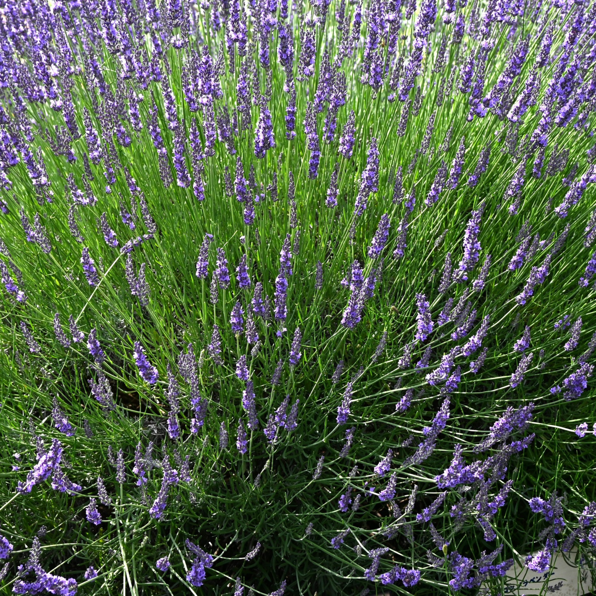 Dutch Lavender - Lavandula intermedia 'Grosso'