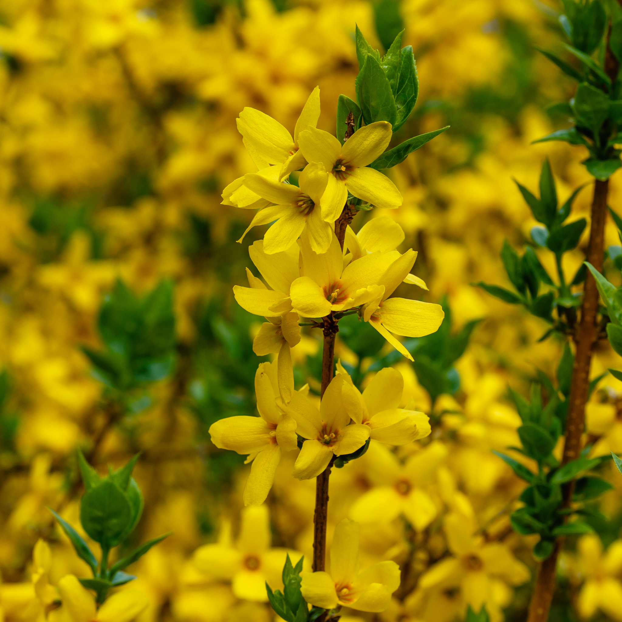 Border Forsythia - Forsythia intermedia Beatrix Farrand