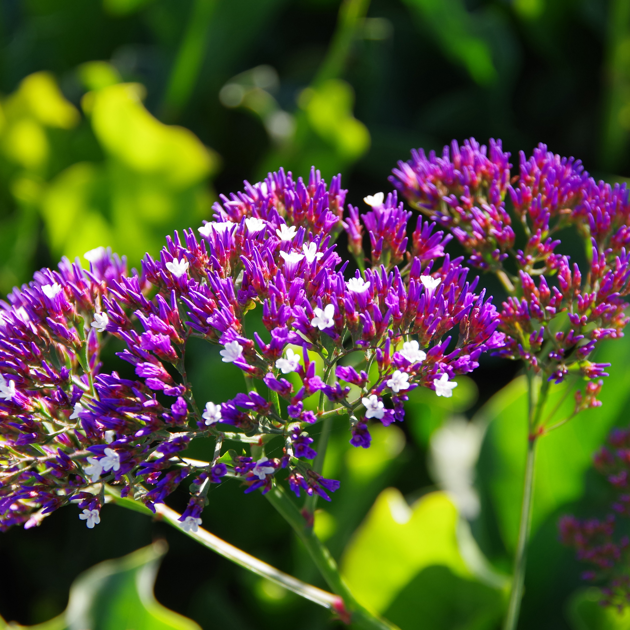 Sea Lavender - Limonium perezii