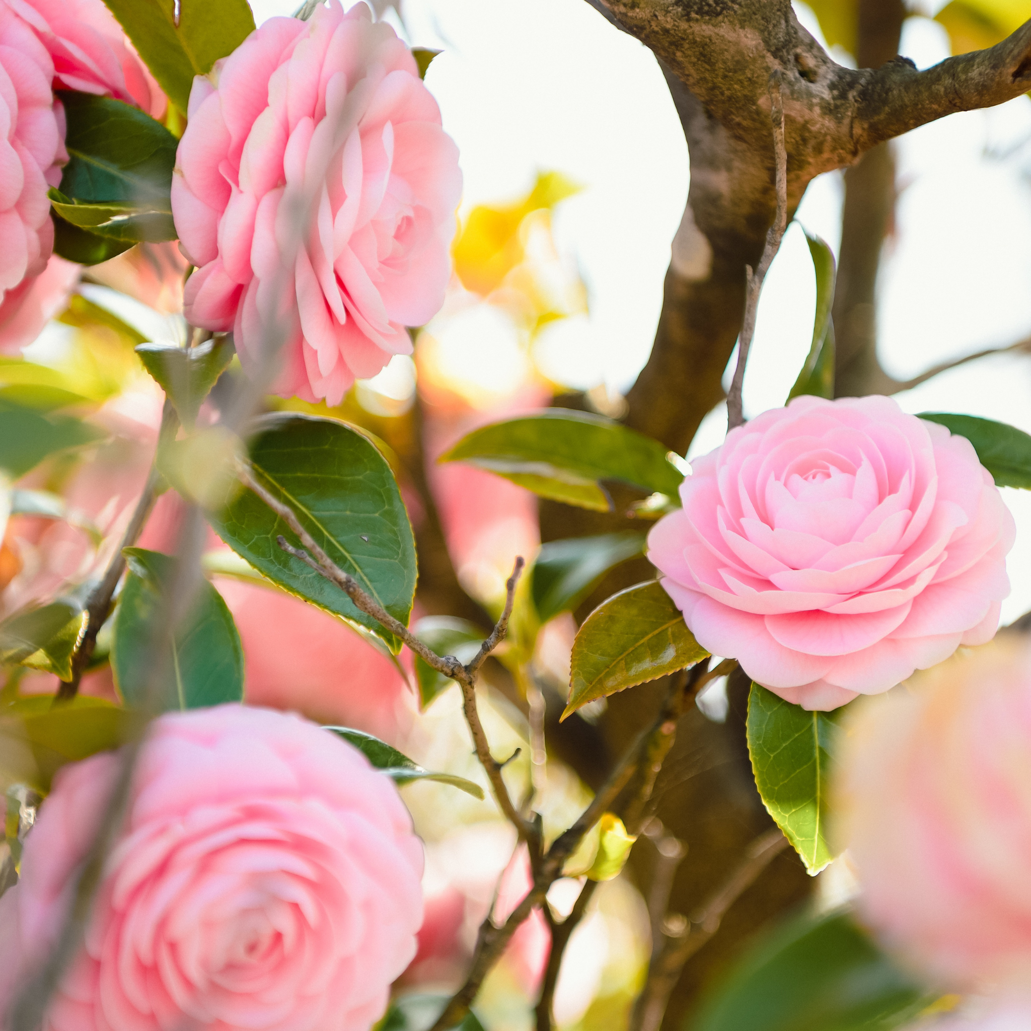 Camellia hybrida E G Waterhouse