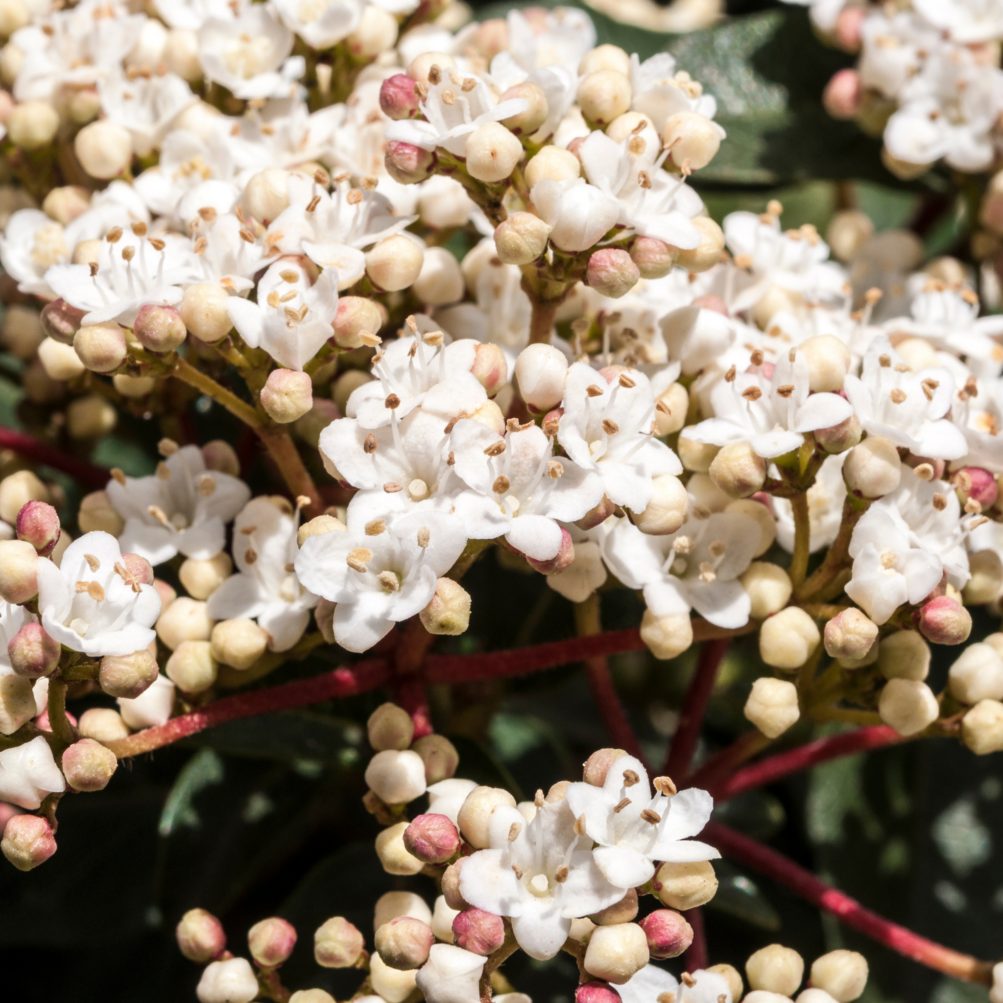 Viburnum tinus - Laurustinus