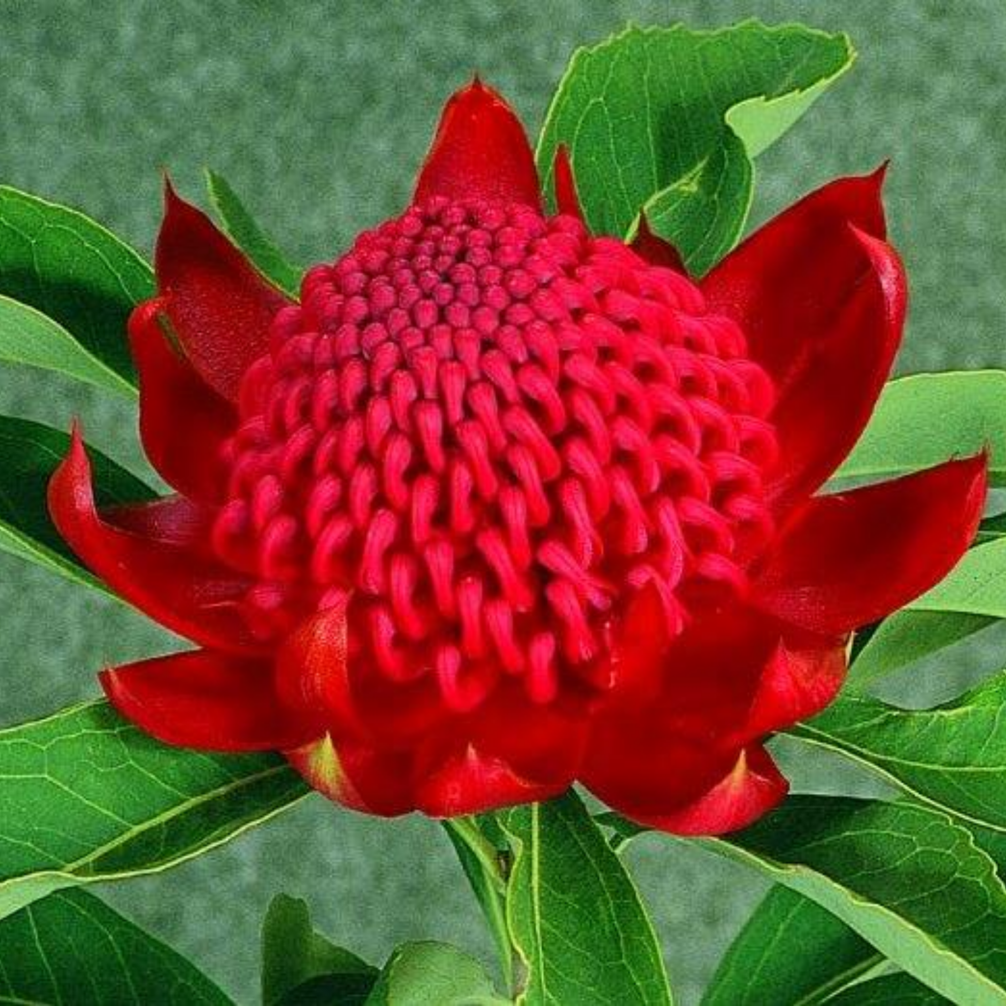 Waratah 'Shady Lady Crimson' - Telopea speciosissima oreades Shady Lady Crimson