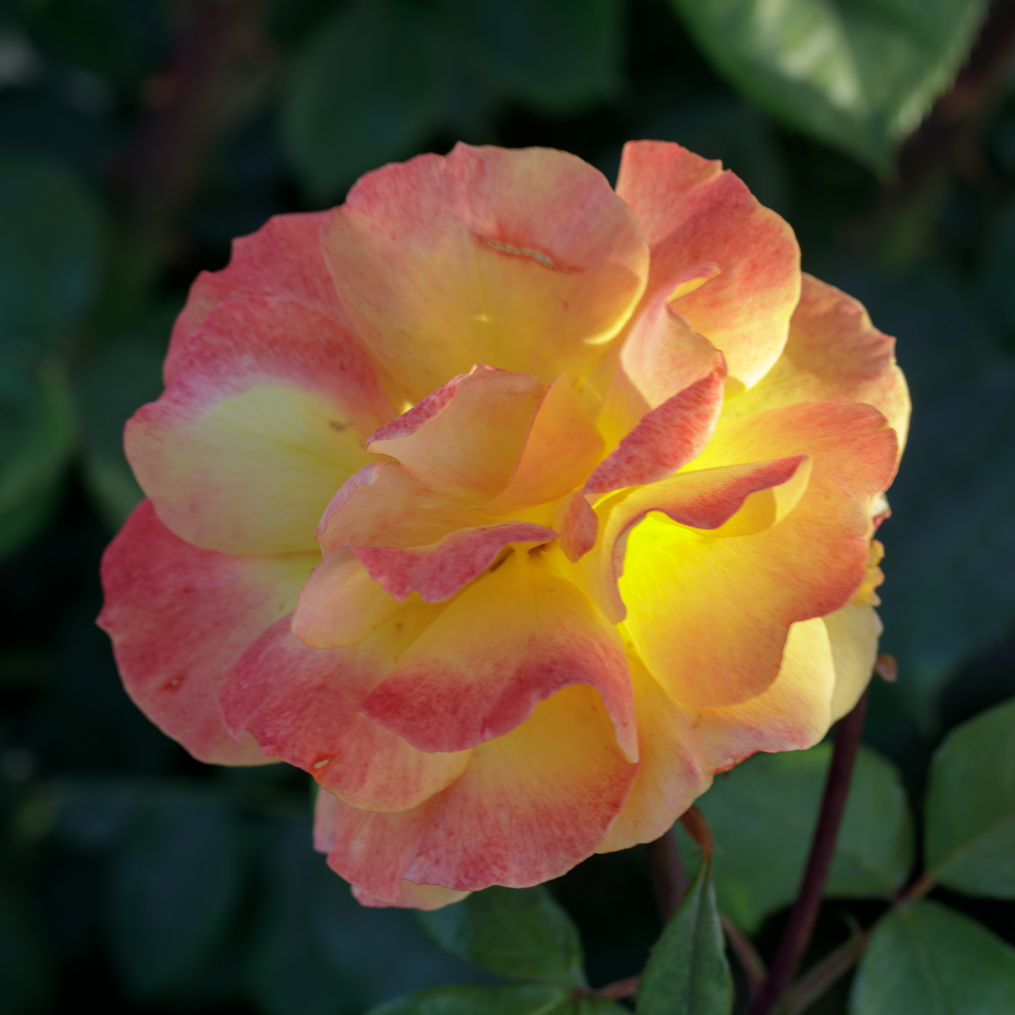 Peace Hybrid Tea Rose - Rosa Peace