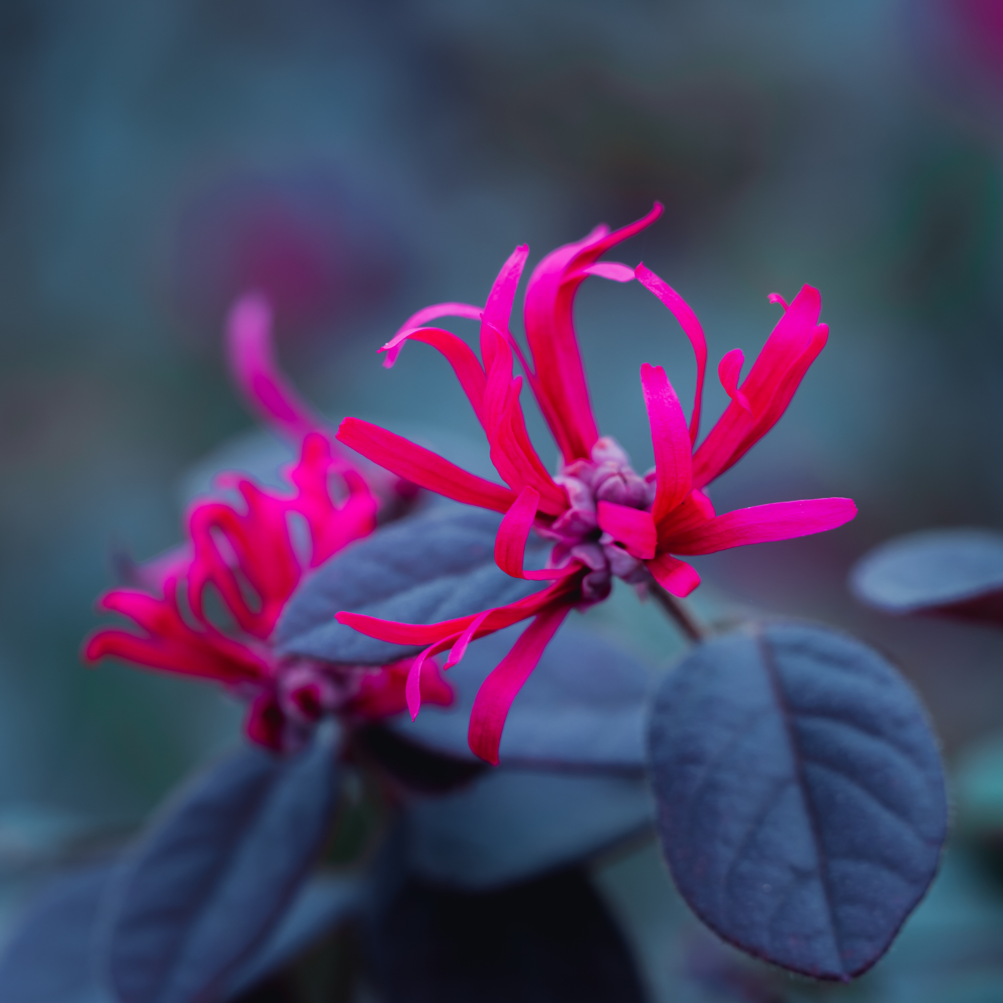 Plum Delight Pink Chinese Fringe Flower - Loropetalum chinense rubrum