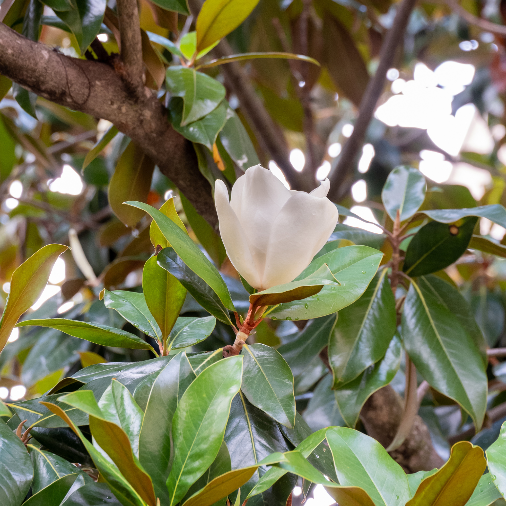 Southern Magnolia - Magnolia grandiflora 'Coolwyn Gloss'