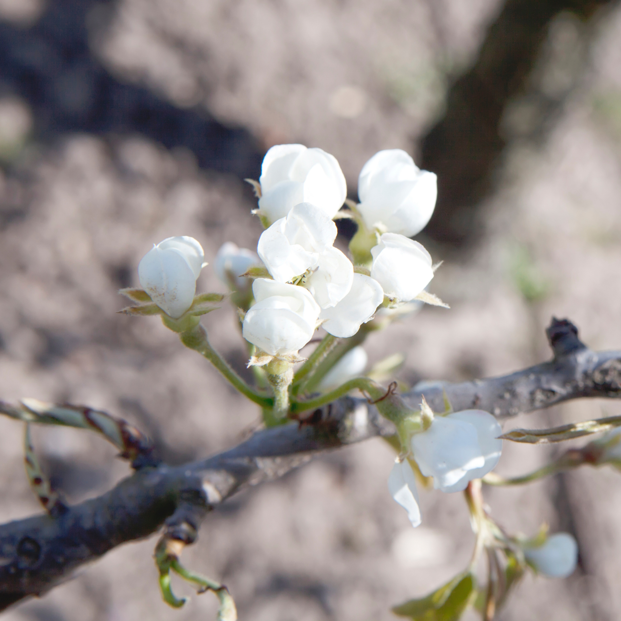 Ornamental Pear Southworth Dancer - Pyrus betulaefolia Southworth Dancer