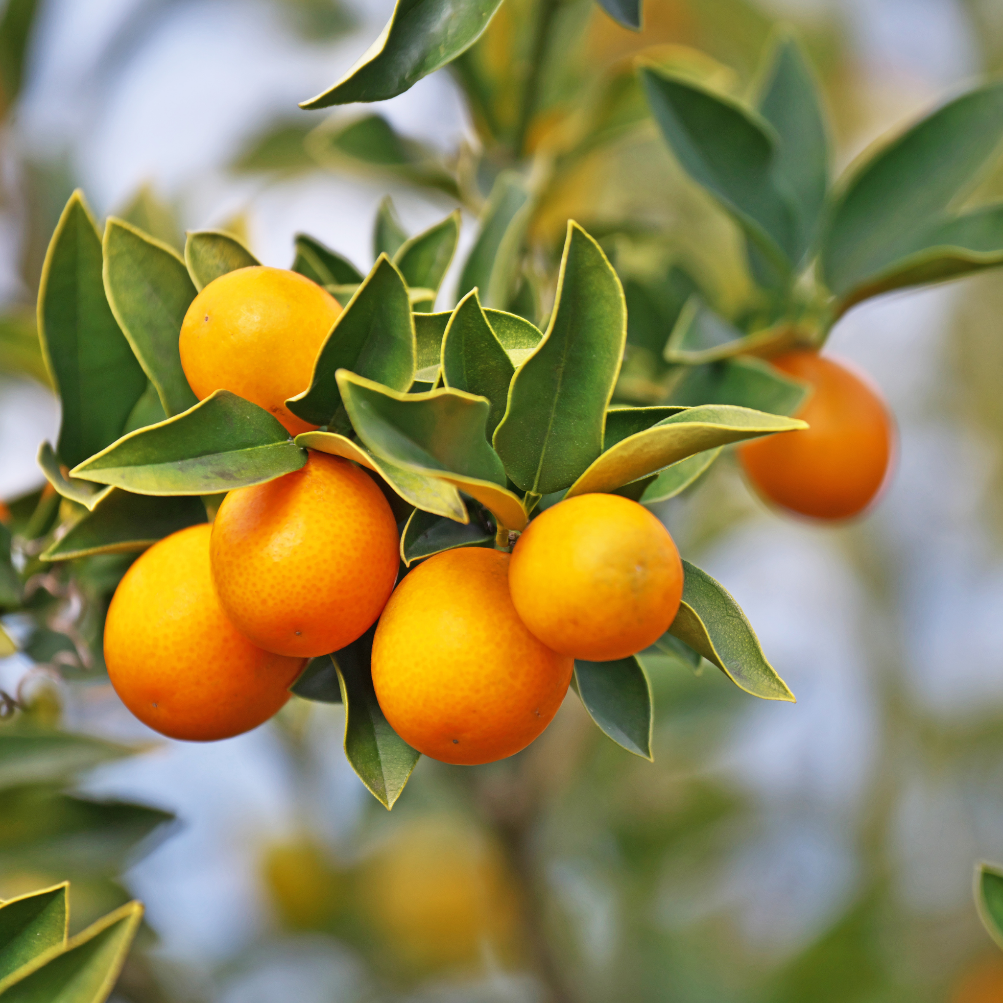 Australian Cumquat - Fortunella japonica Calamondin