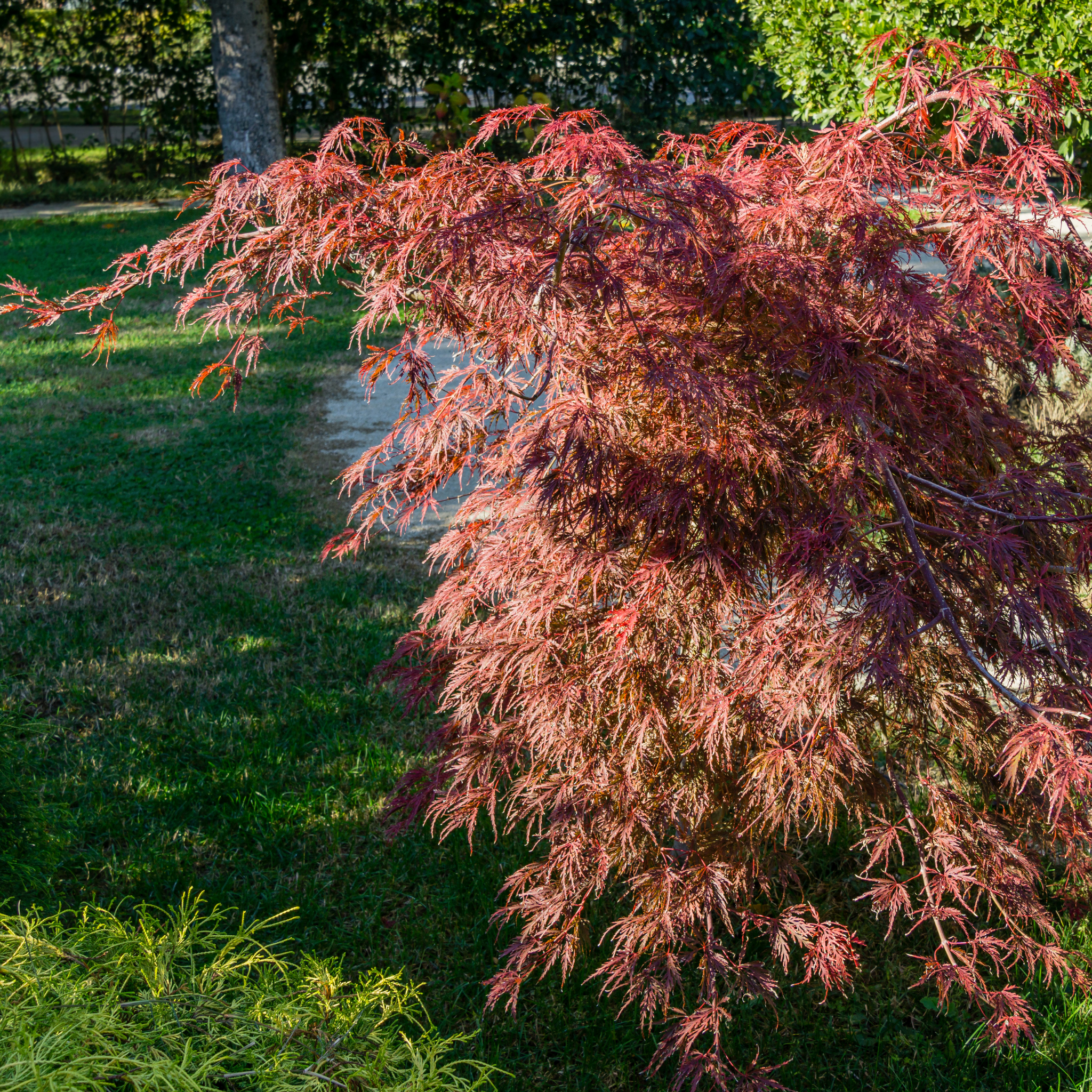 Weeping Japanese Maple Atropurpureum - Acer palmatum Dissectum Atropurpureum