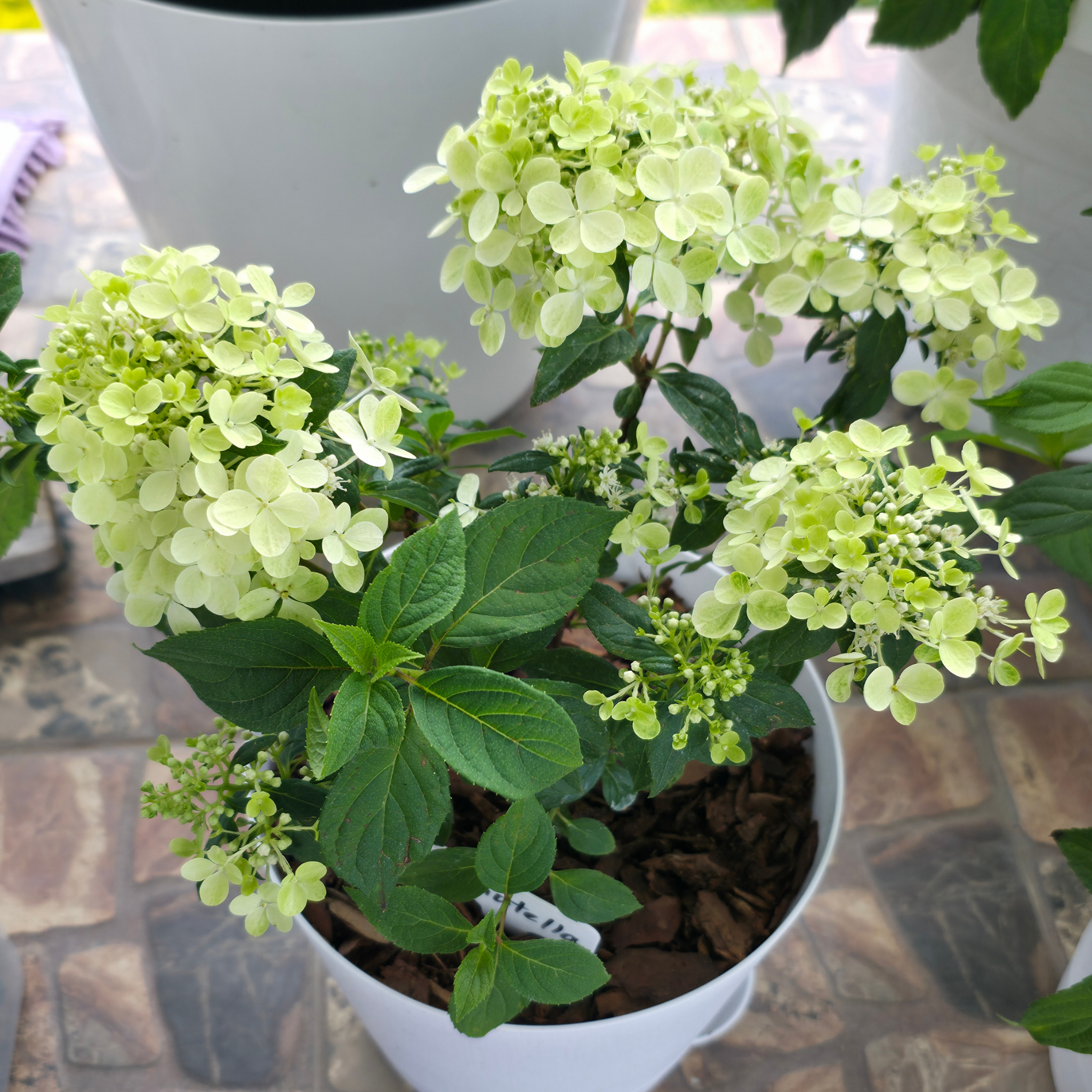 Panicled Hydrangea - Hydrangea paniculata Sundae Fraise