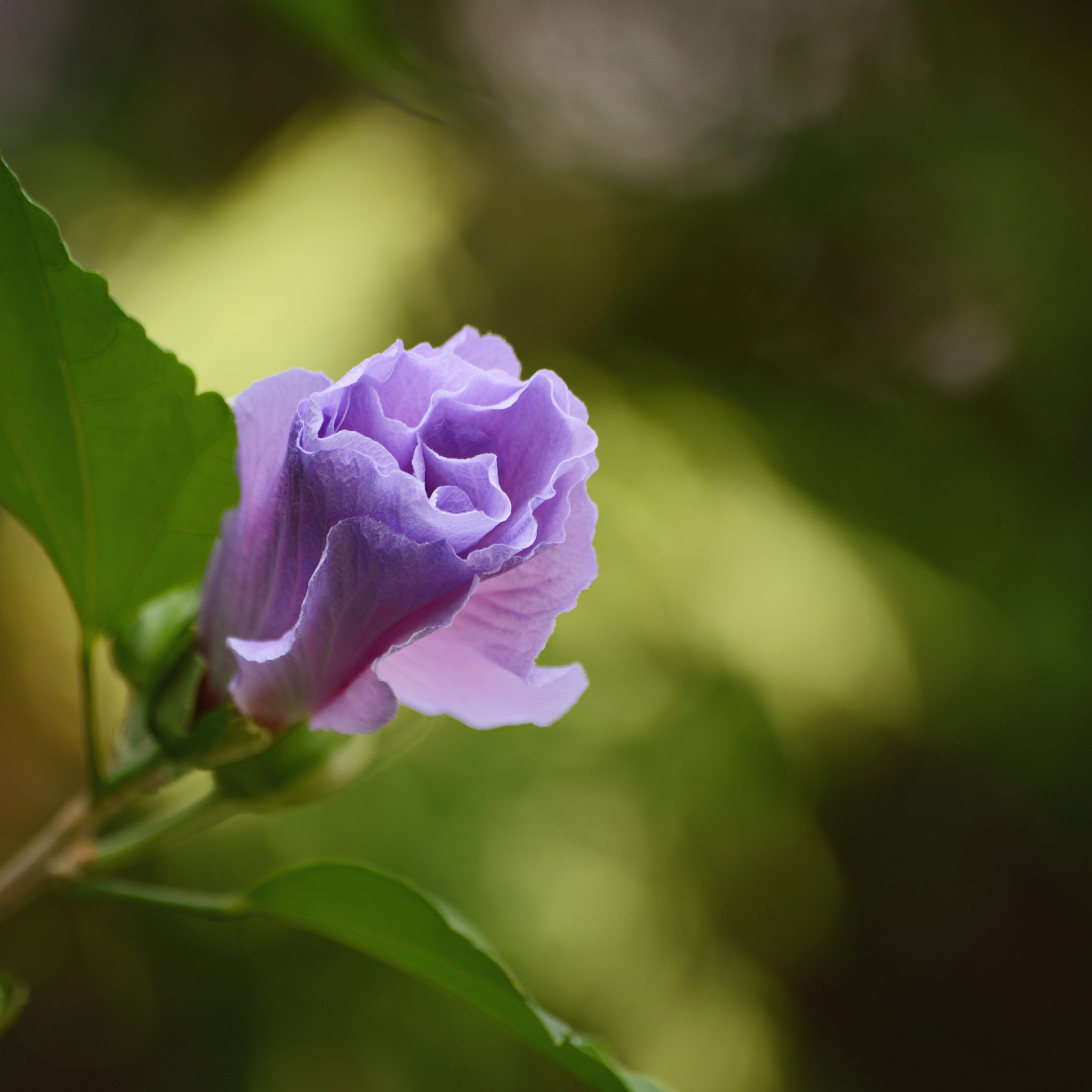 Native Hibiscus - Alyogyne huegelii 'East Coast Gem'