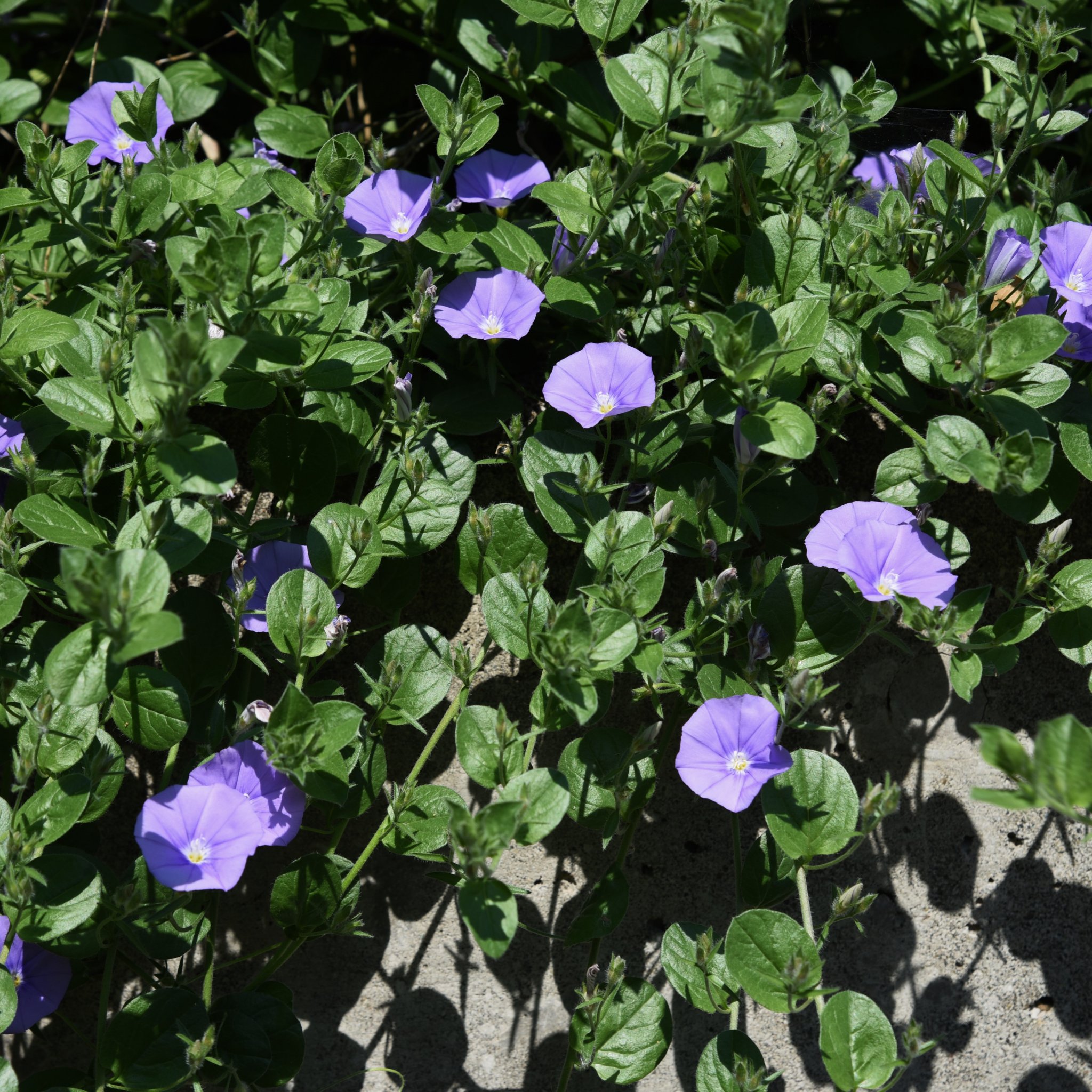 Blue Morning Glory - Convolvulus sabatius