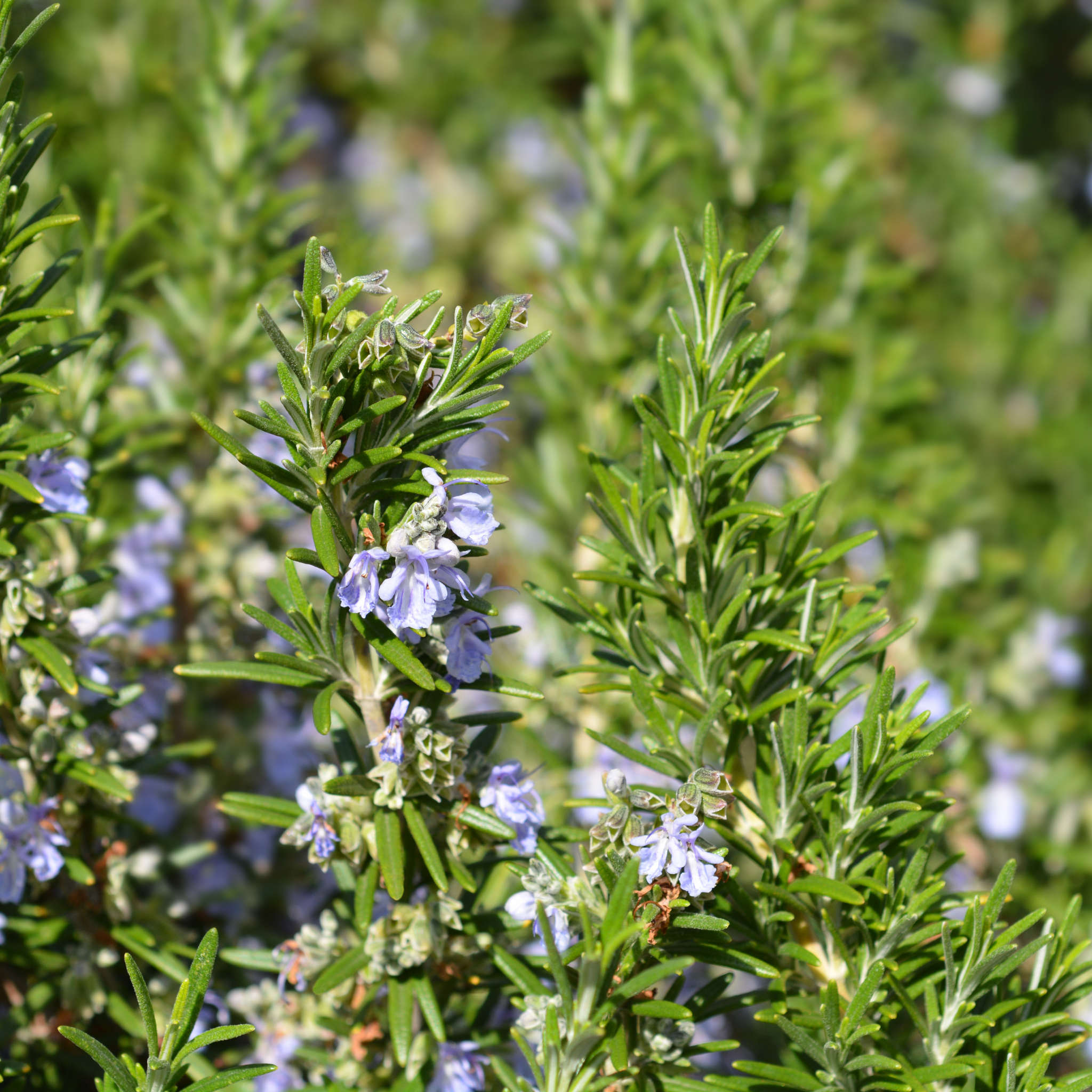 Rosemary Chefs Choice - Rosmarinus officinalis Chefs Choice