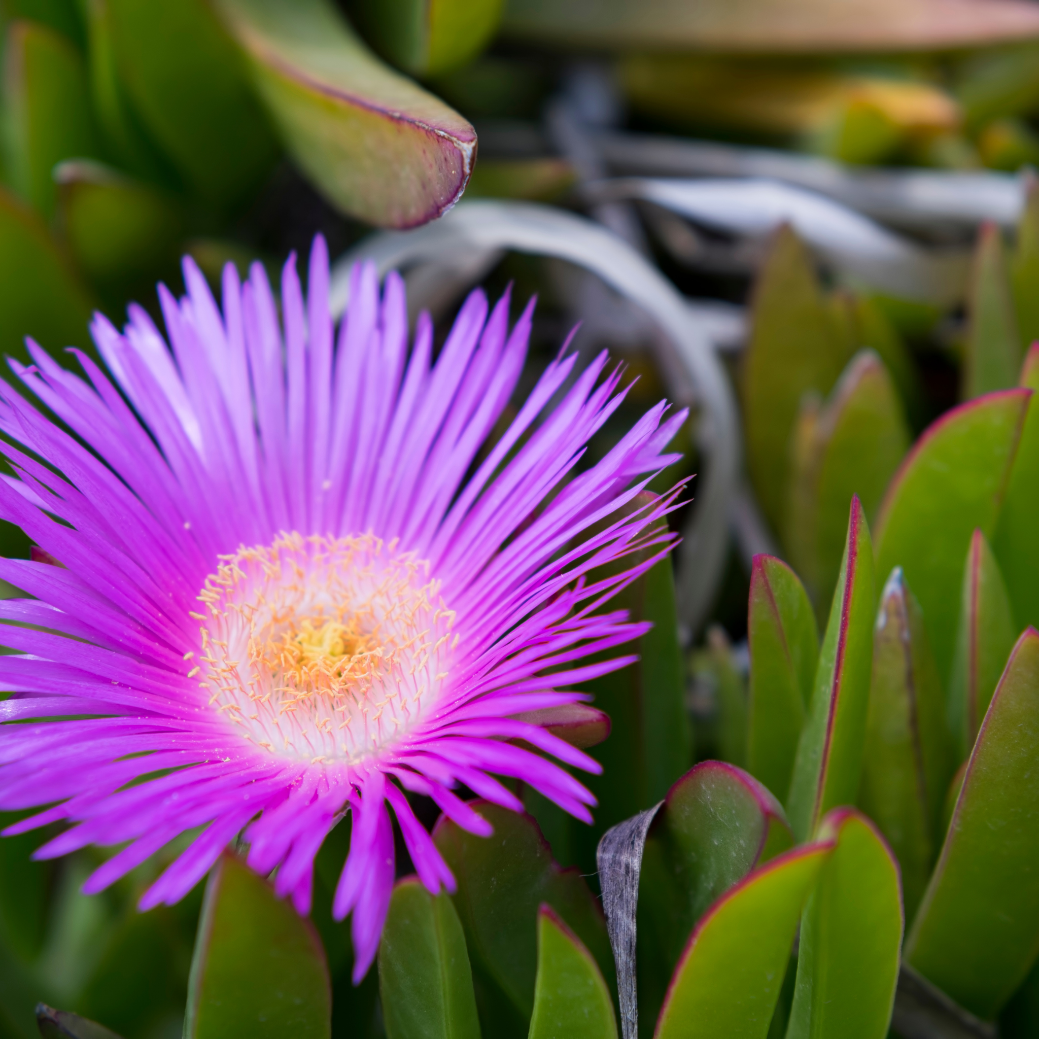 Native Pigface - Carpobrotus rossii