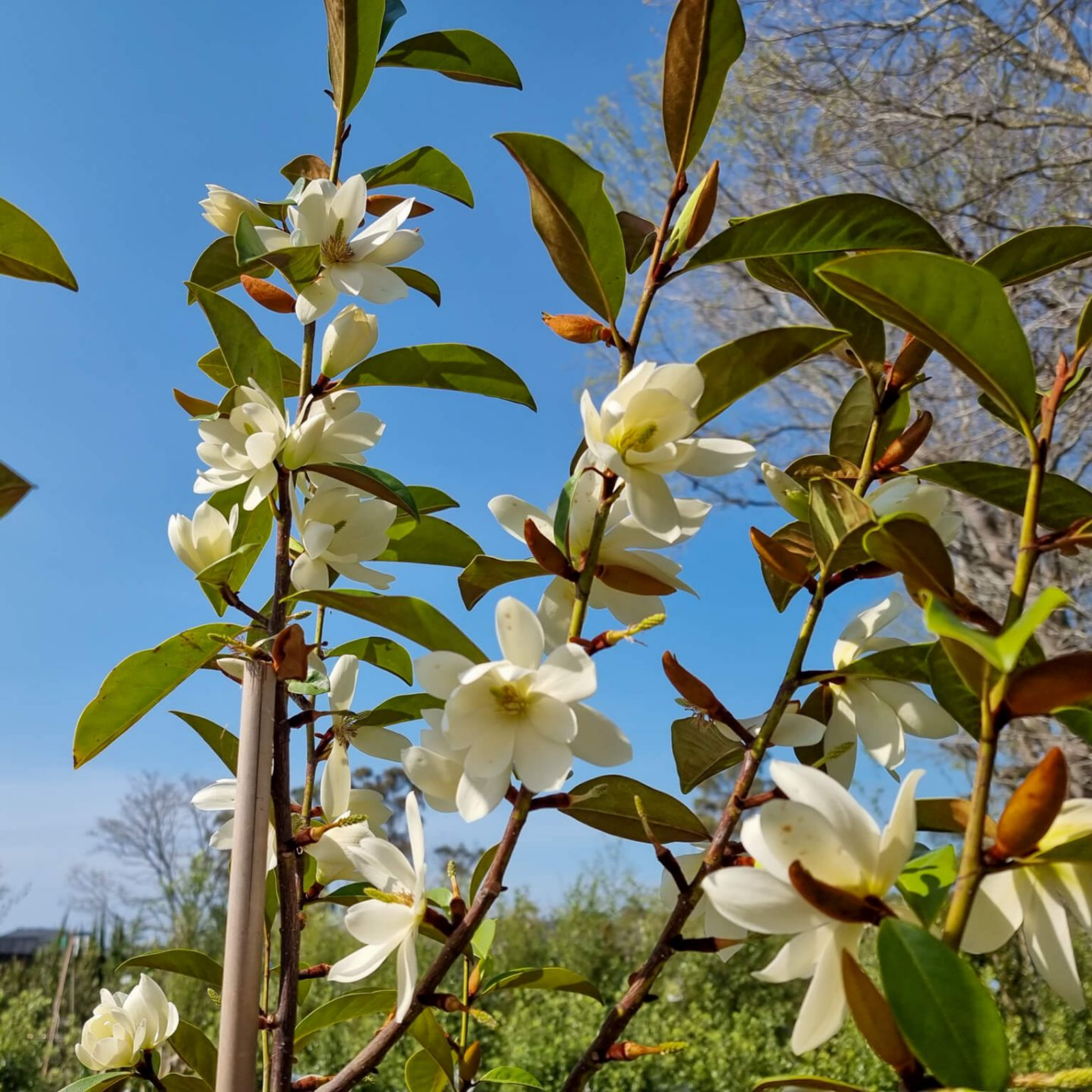 Fairy Cream  Magnolia - Magnolia hybrida Fairy Cream