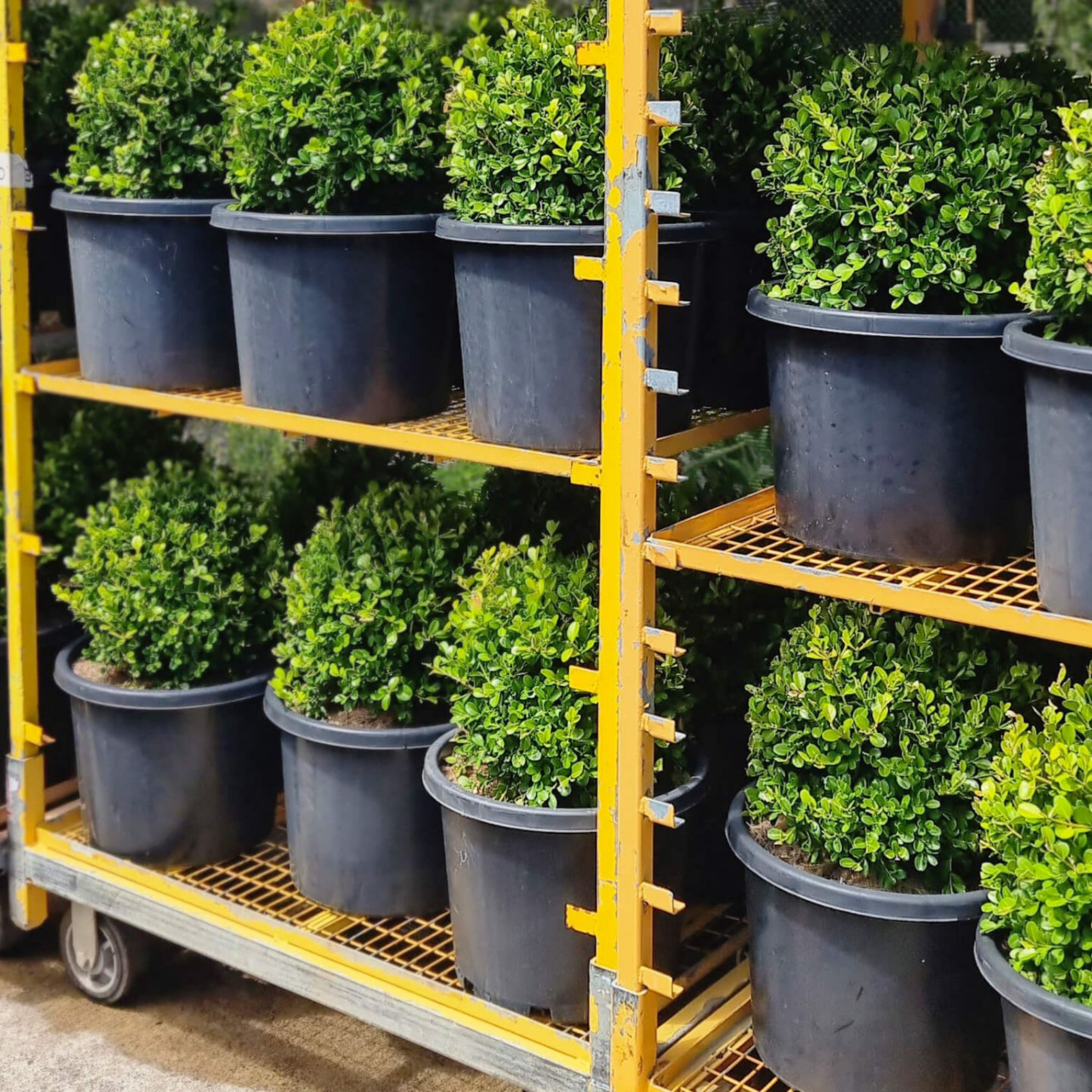 Shelves with potted green plants in a garden setting