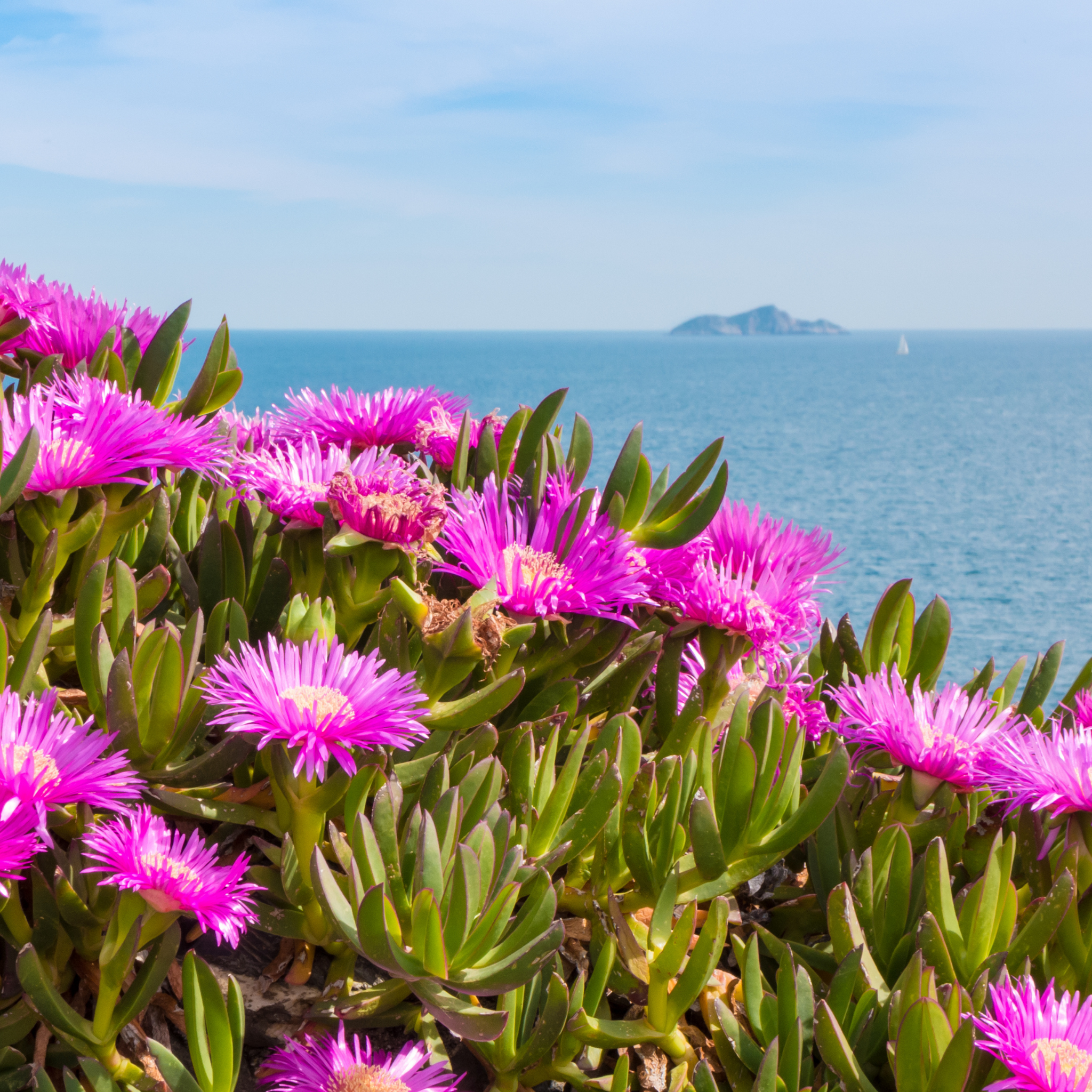 Pigface/Sea Fig - Carpobrotus glaucescens