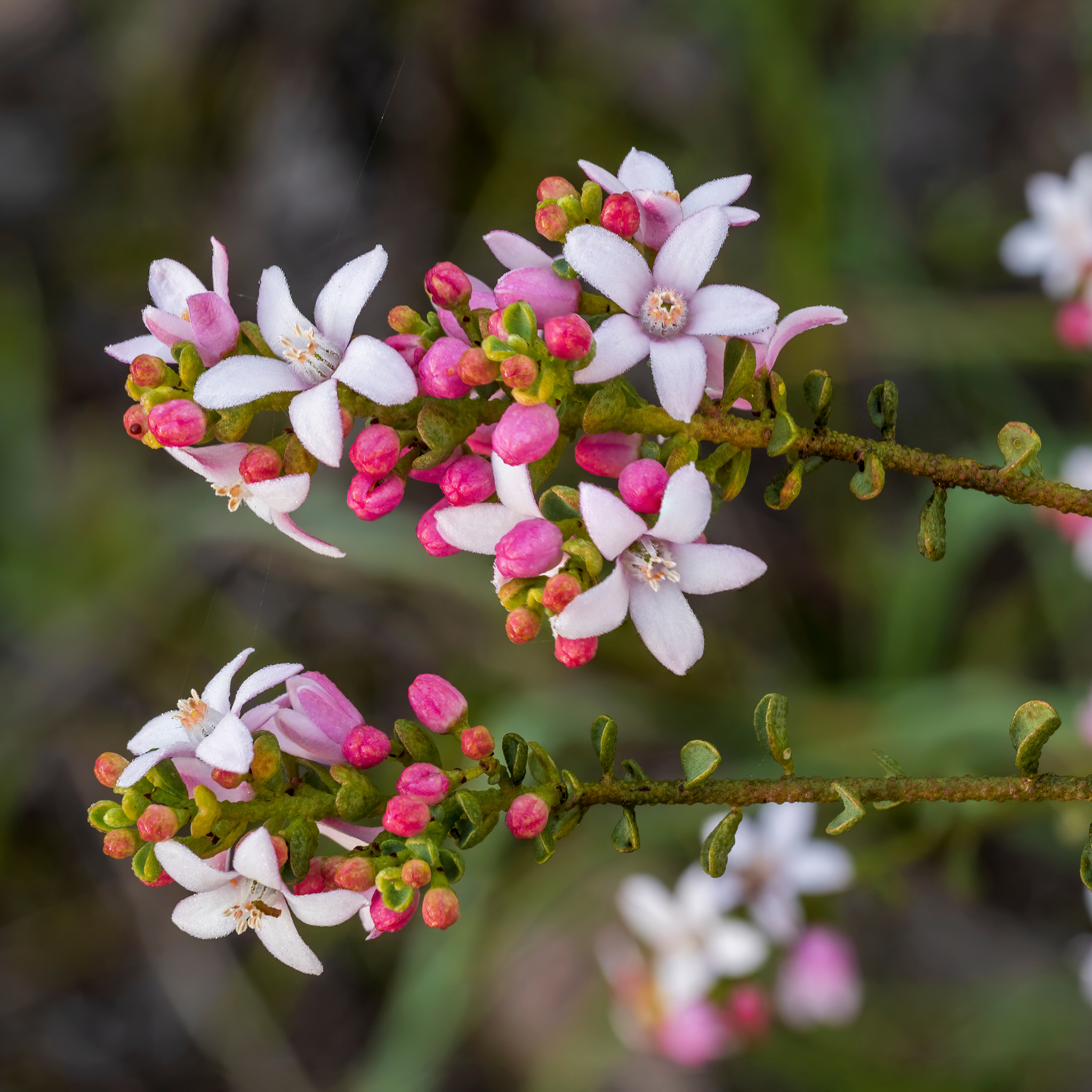 Box Leaf Wax Flower - Philotheca buxifolia Cascade of Stars