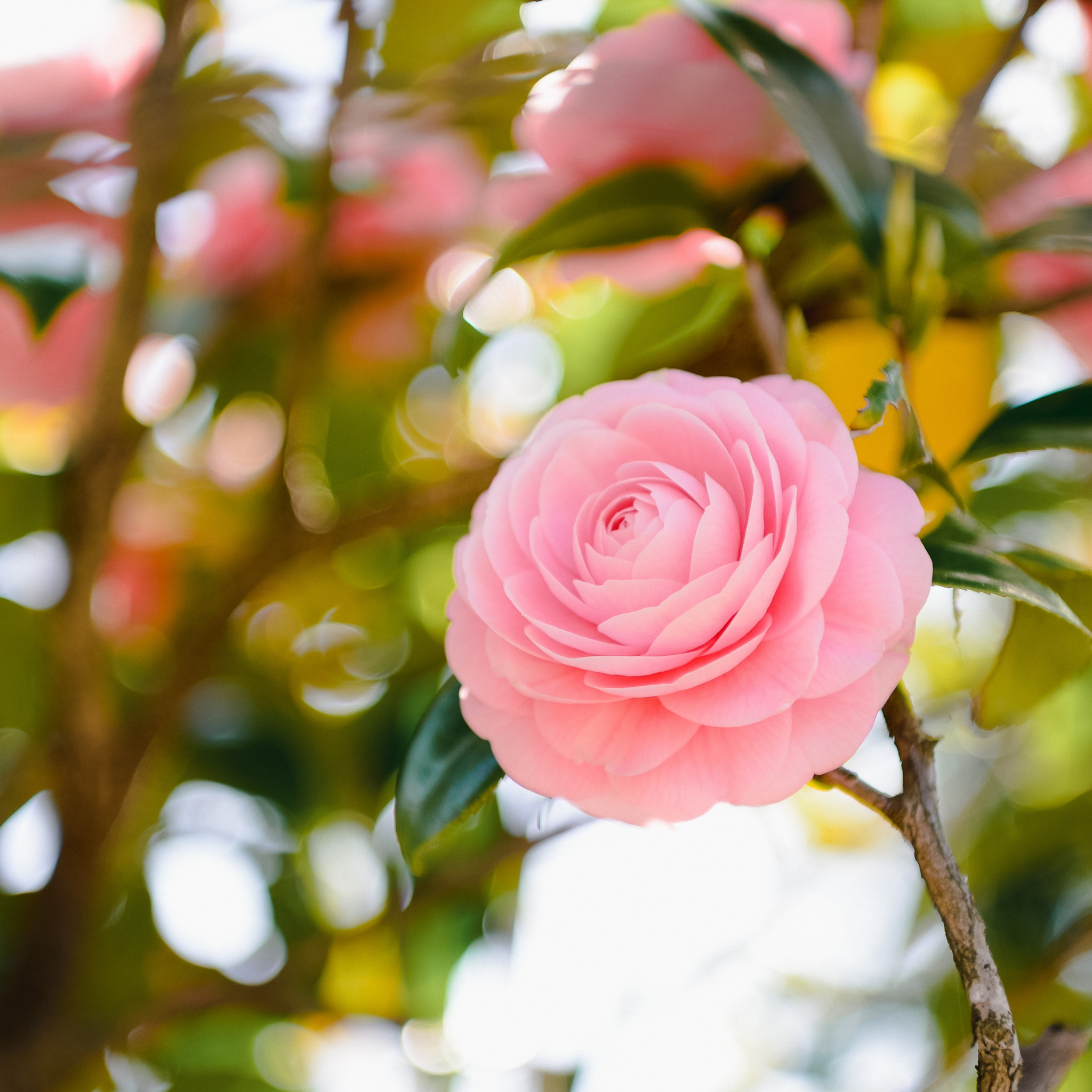 Camellia hybrida E G Waterhouse