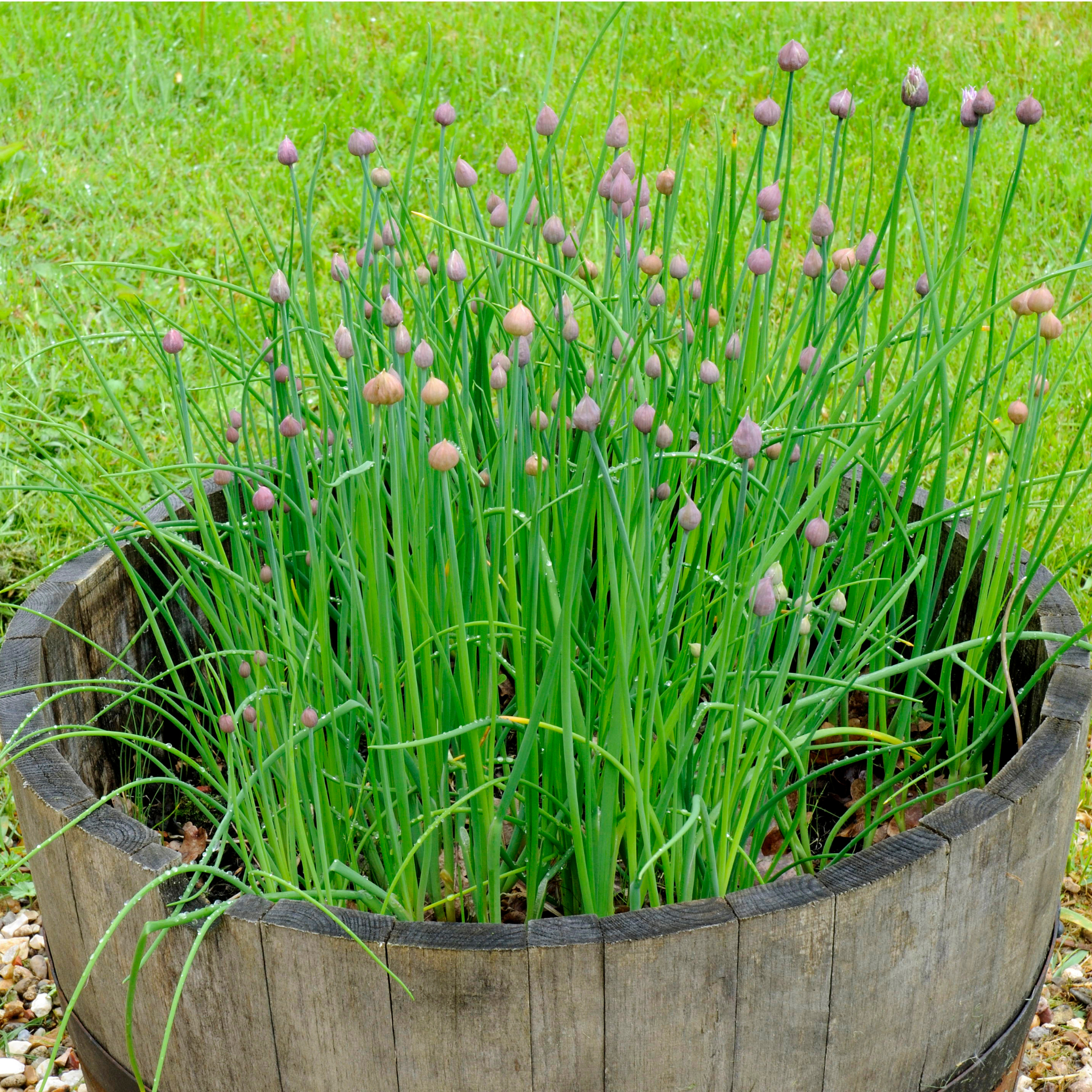 Chives - Allium schoenoprasum