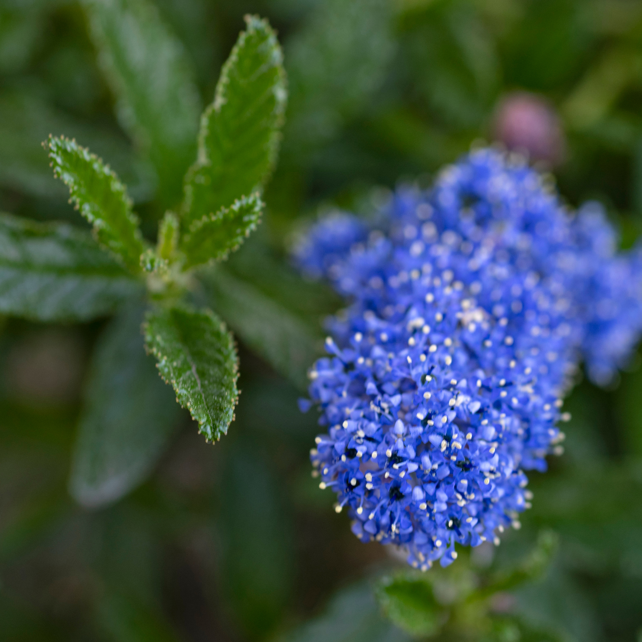 California Lilac - Ceanothus griseus horizontalis Yankee Point