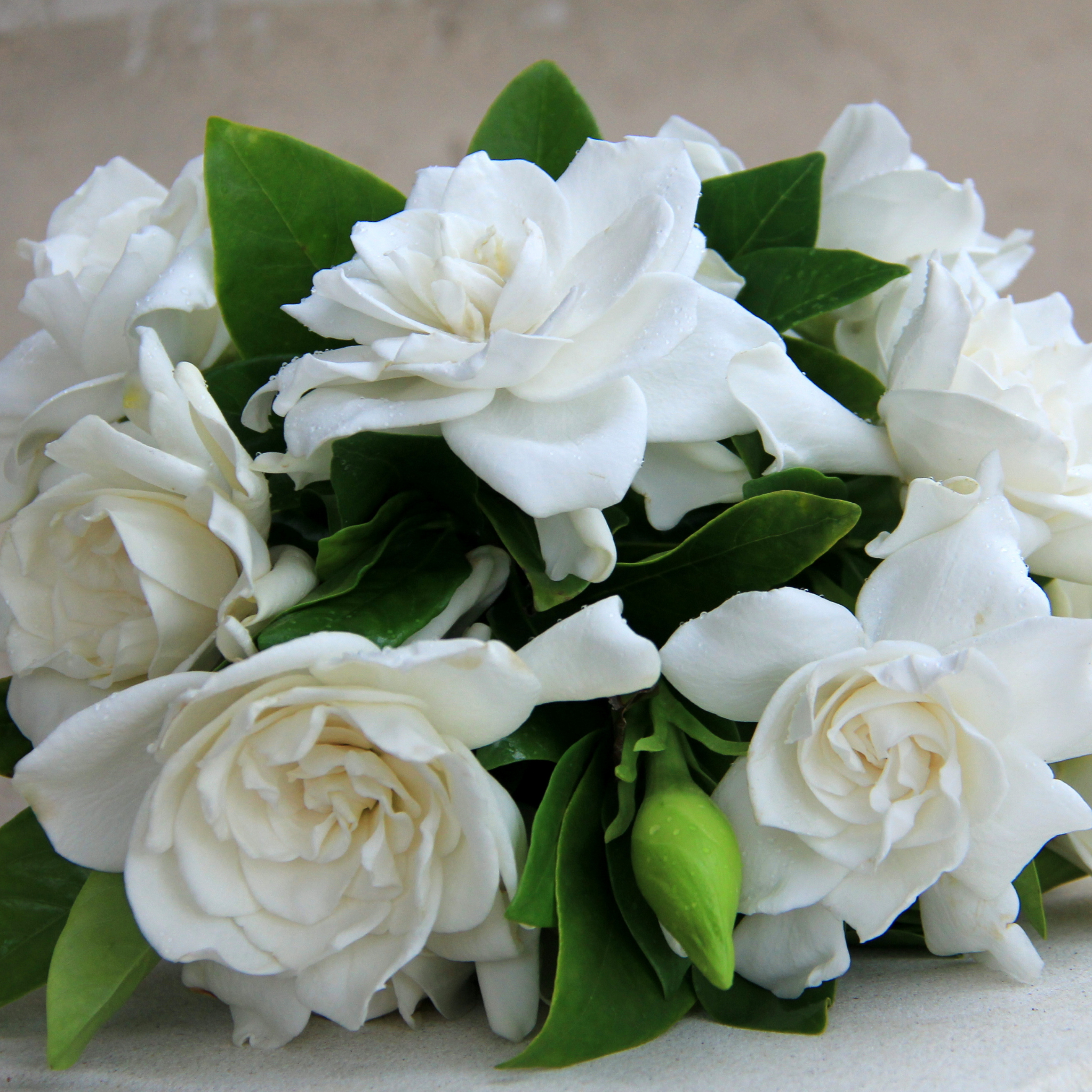 Fragrant Gardenia Florida - Gardenia augusta Florida