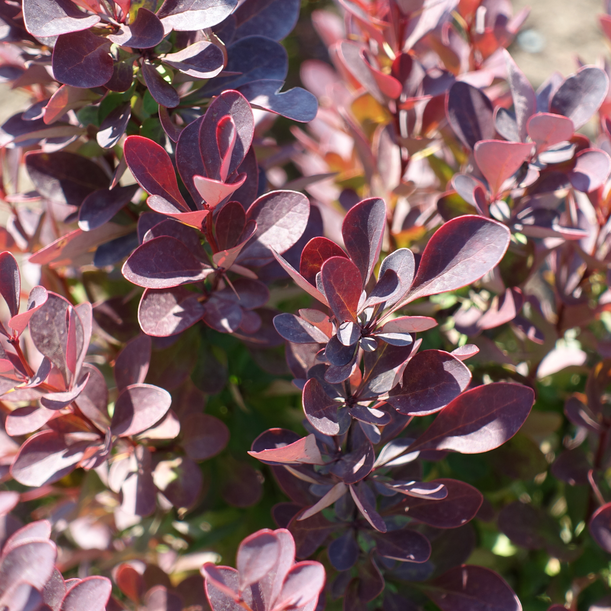 Purple Japanese Barberry - Berberis thunbergii atropurpurea