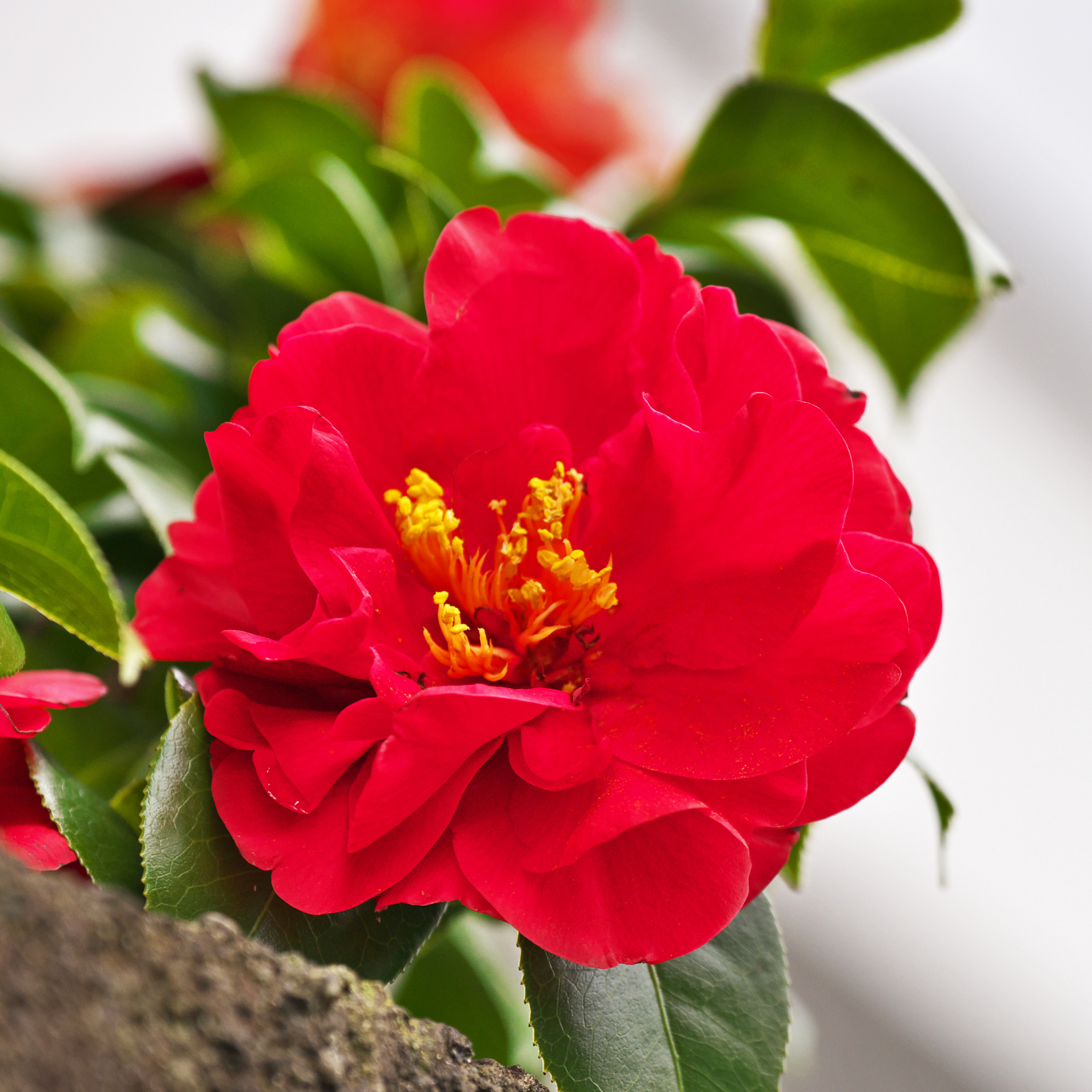 Camellia japonica Wildfire