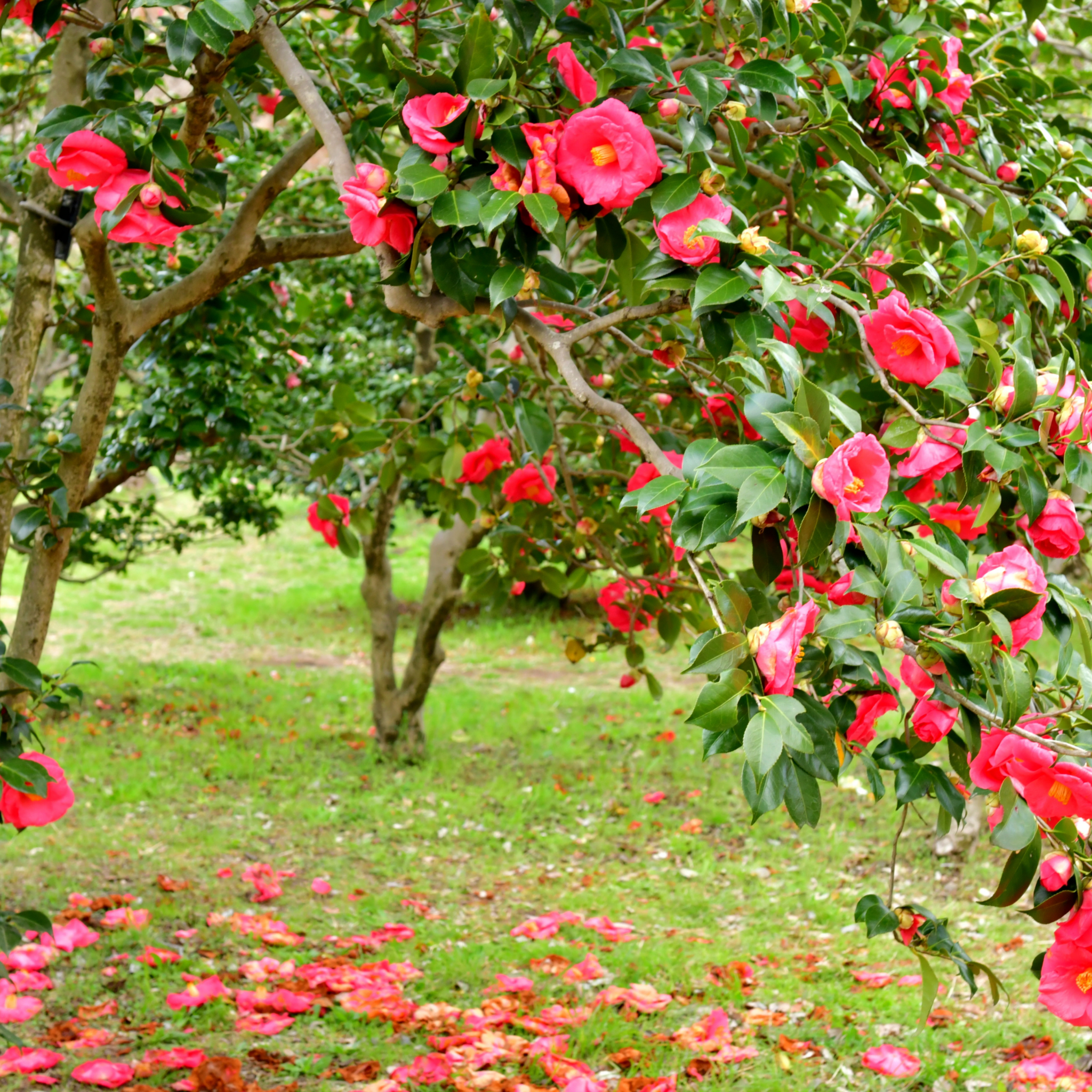 Pink flowers on a tree with green leaves and grass in the background